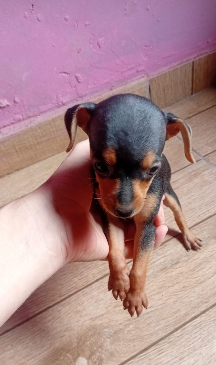 Vendo um filhote (macho) - Foto 1