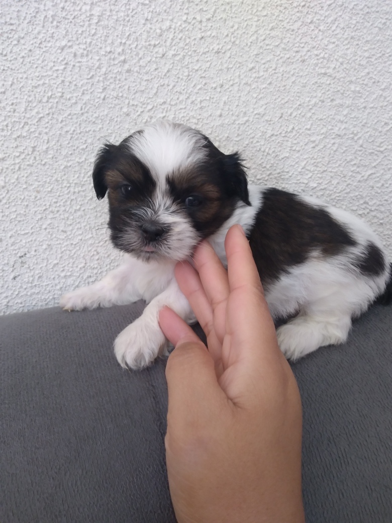 Portal Vendocão Vende filhote de lhasa apso Diadema