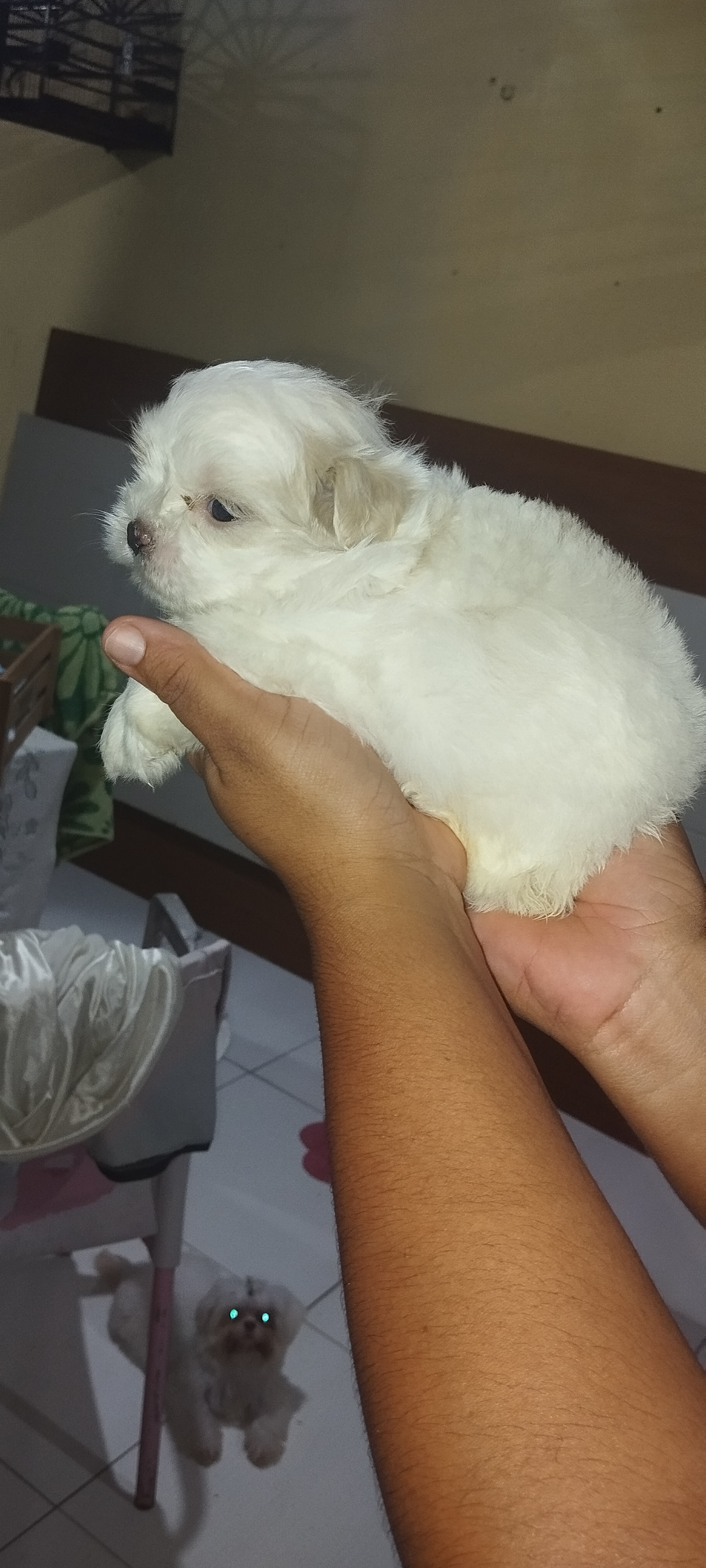 Portal Vendocão Vendo filhotes de Shitzu puros  São Luís