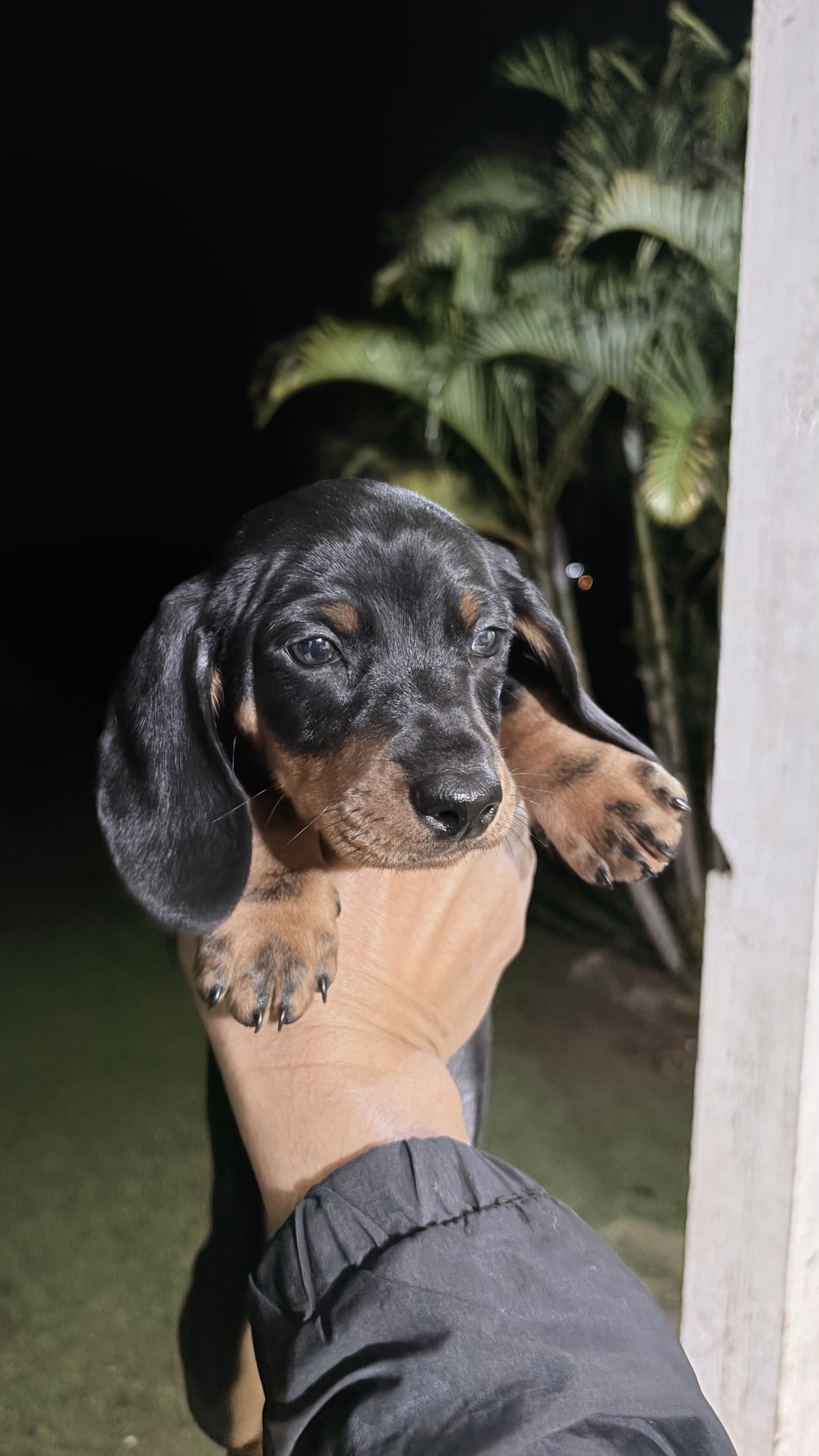 Filhotes de dachshund (salsicha)