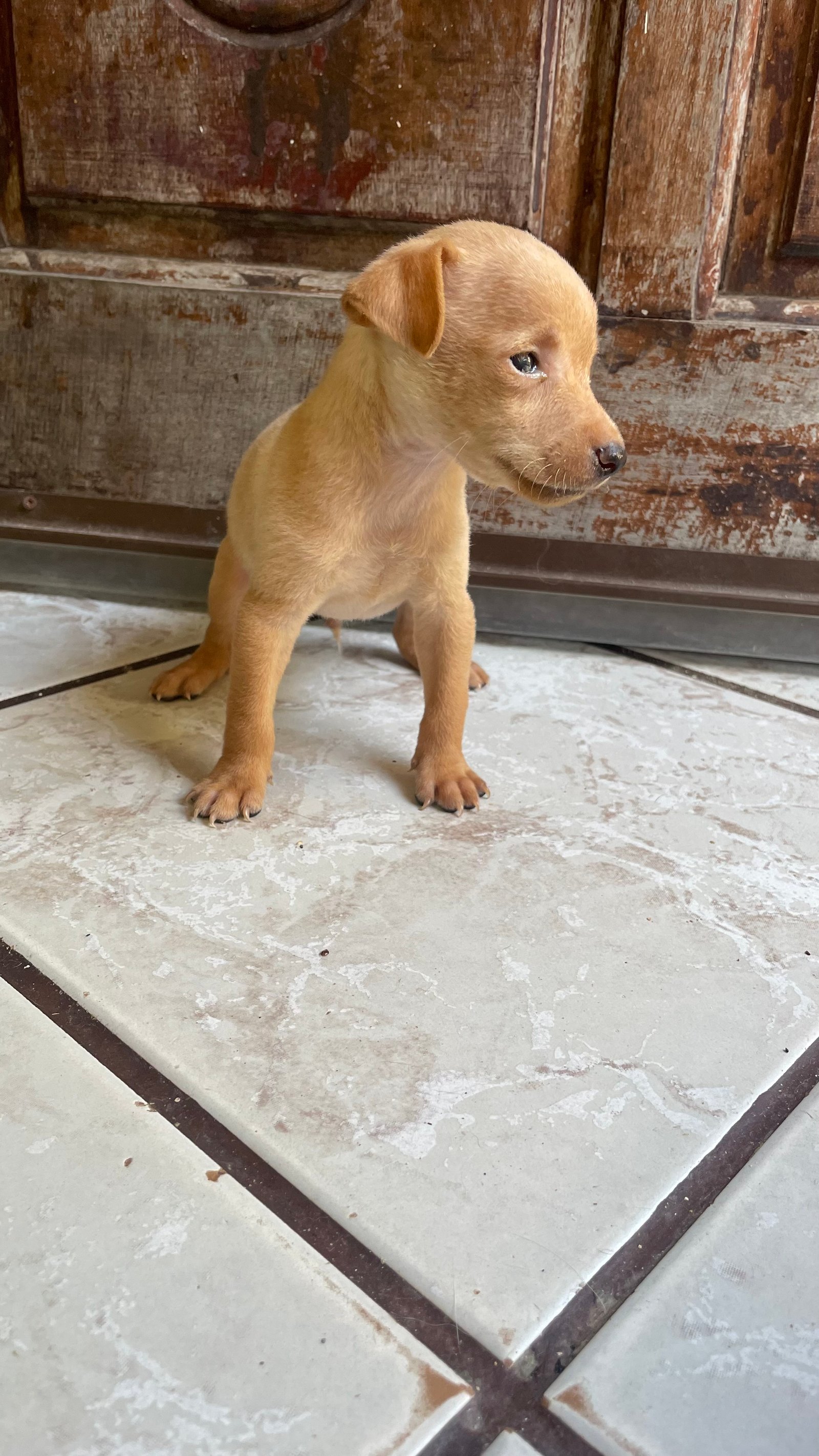 Cachorro pinscher
