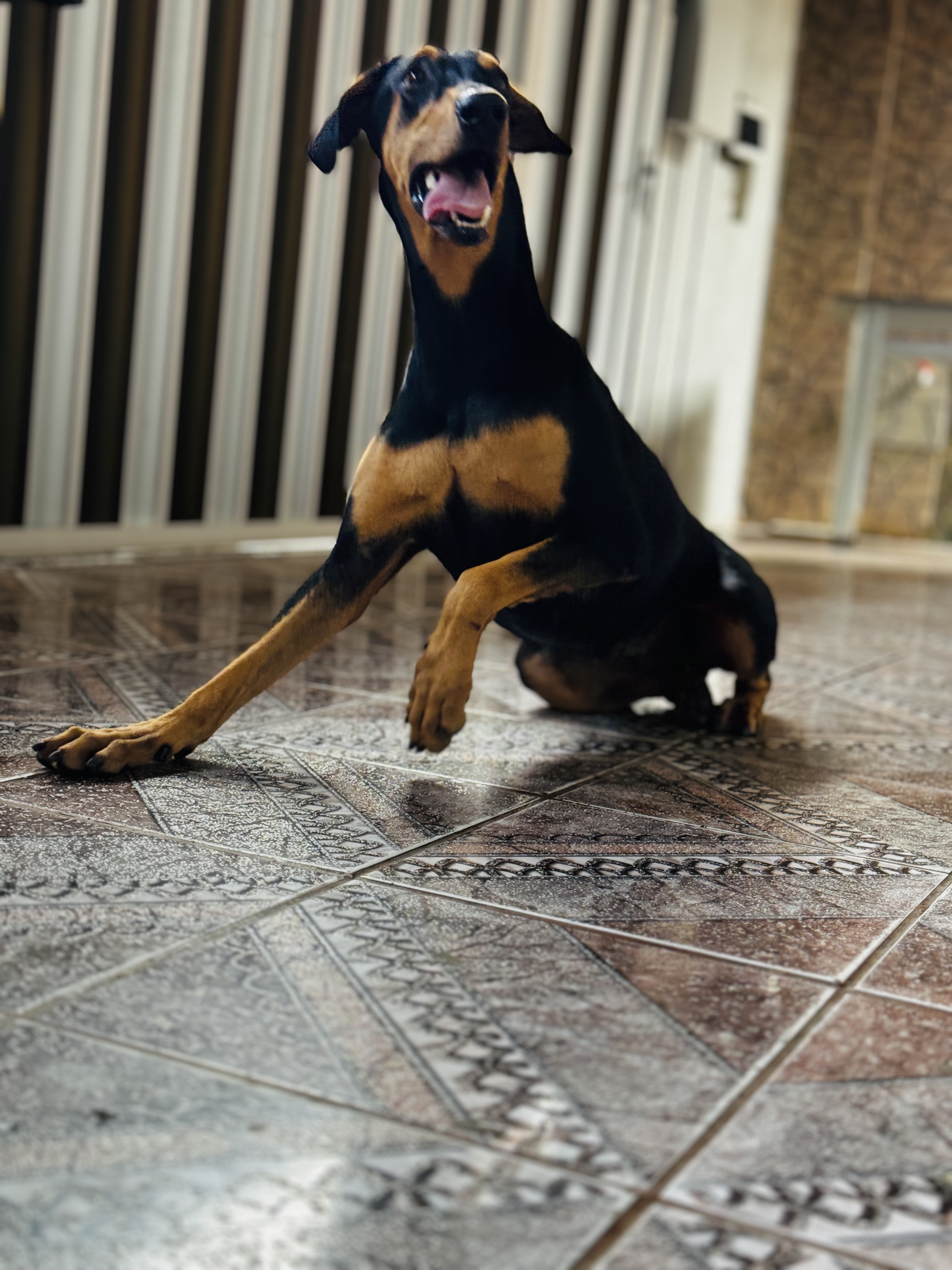 Portal Vendocão Vendo cachorro Doberman 2 anos Fêmea nunca cruzou  Simões filho 