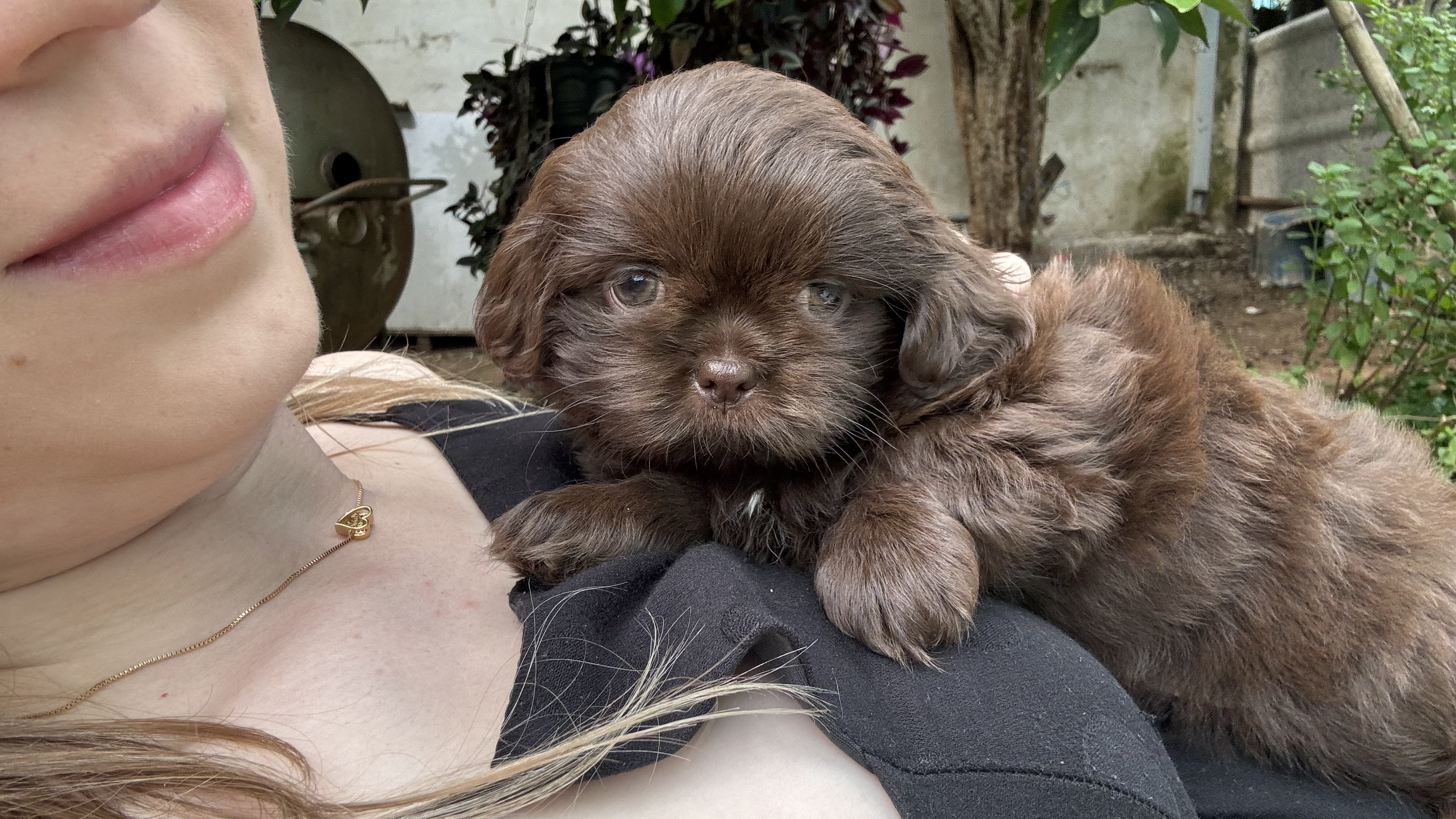 Portal Vendocão Shih tzu chocolate Ponta Grossa 