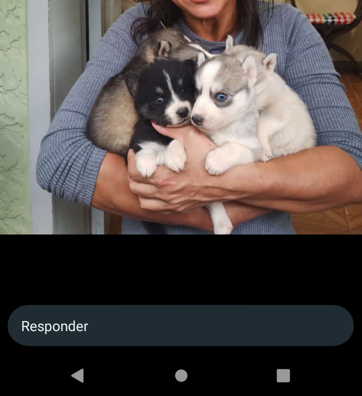 Portal Vendocão Filhote de Husky Siberiano Valença 