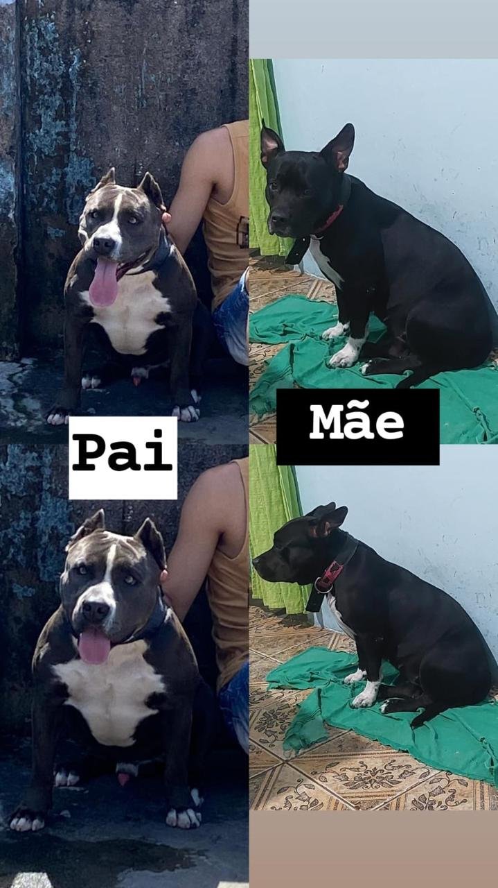 VENDO FILHOTE DE PITBULL - Foto 1