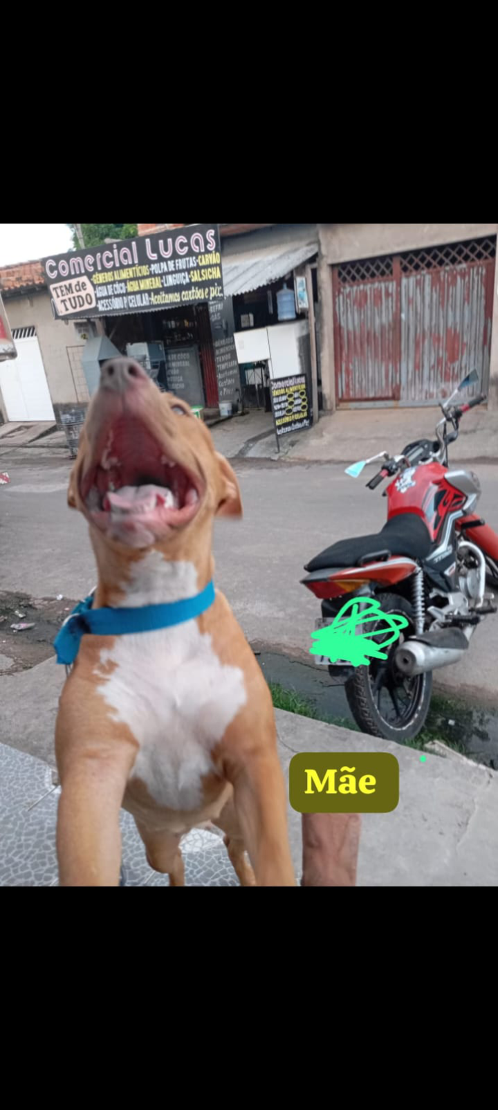 Portal Vendocão Vendo esse lindo filhote de Pitbull  São Luís