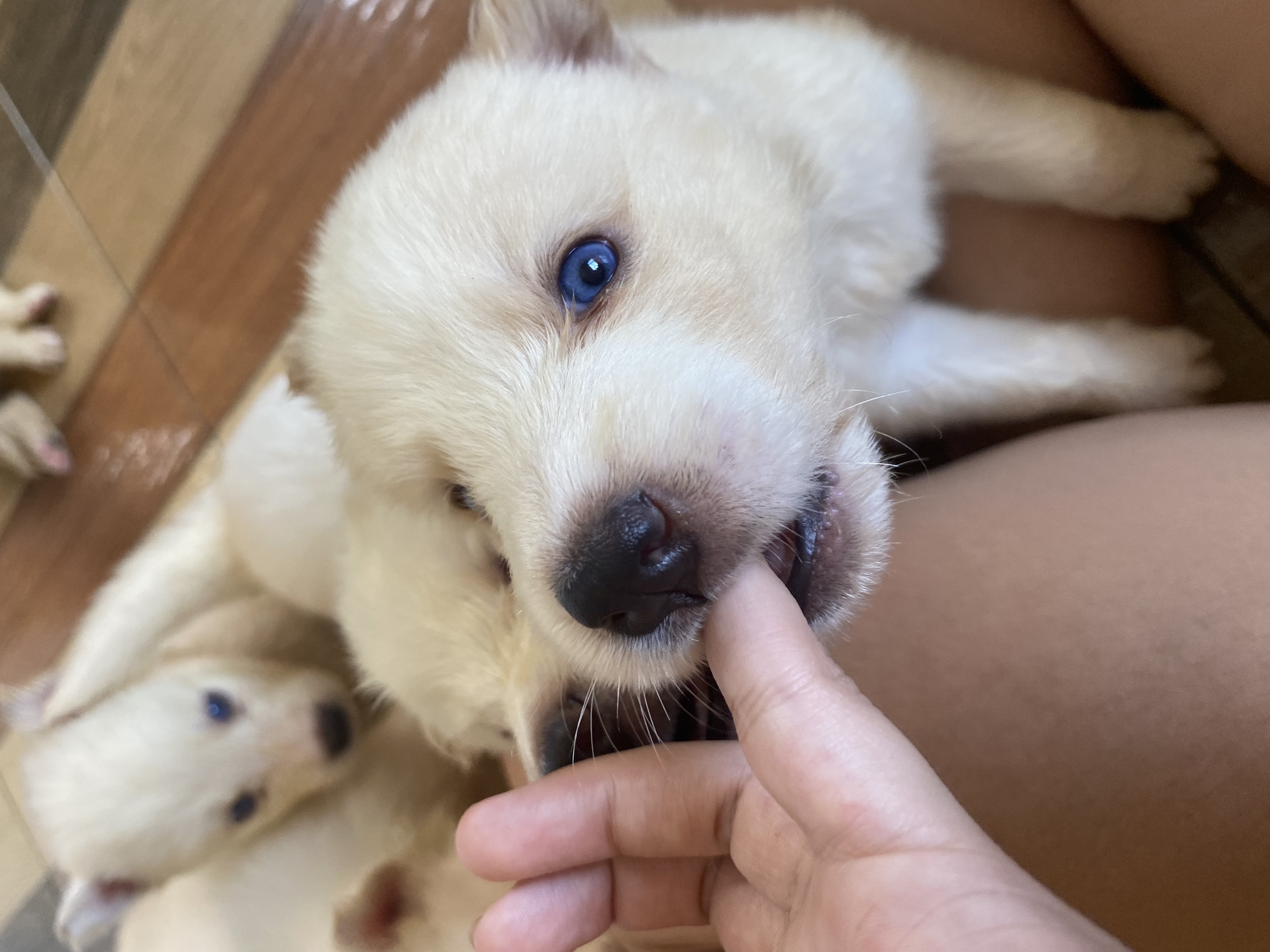 filhotes de Husky Siberiano Belém 