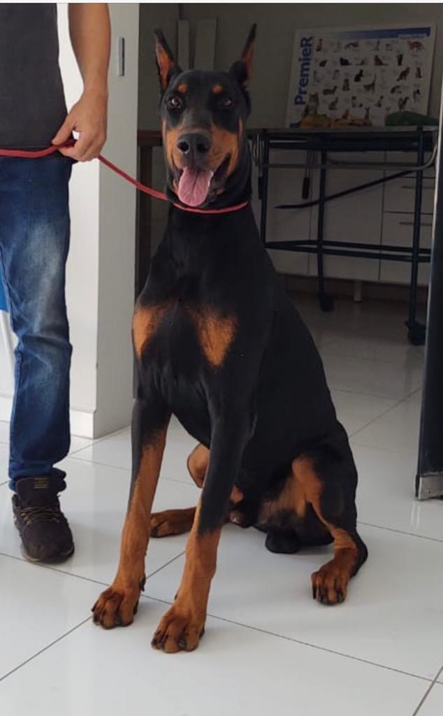 Filhotes de Doberman - Foto 1