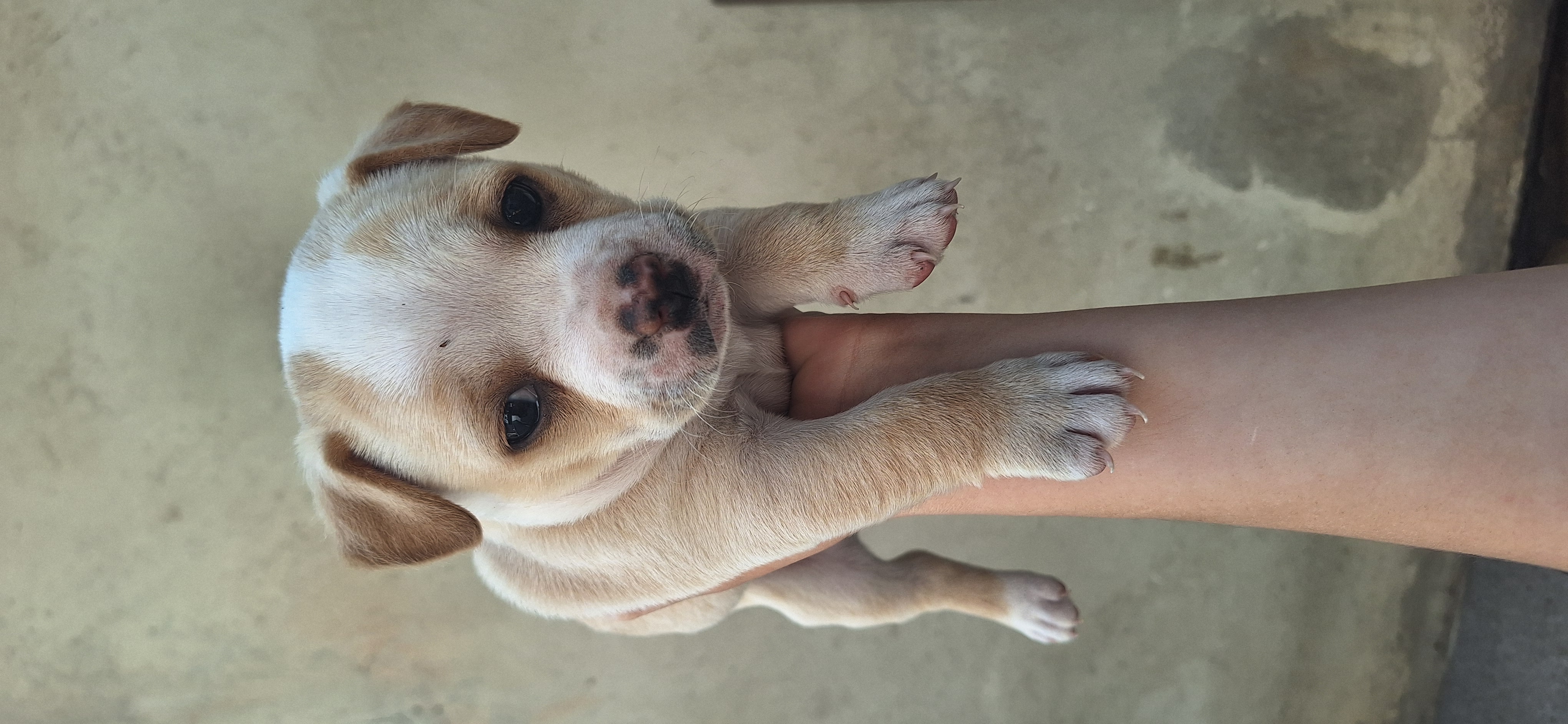 filhotes de American Bully Curitiba 