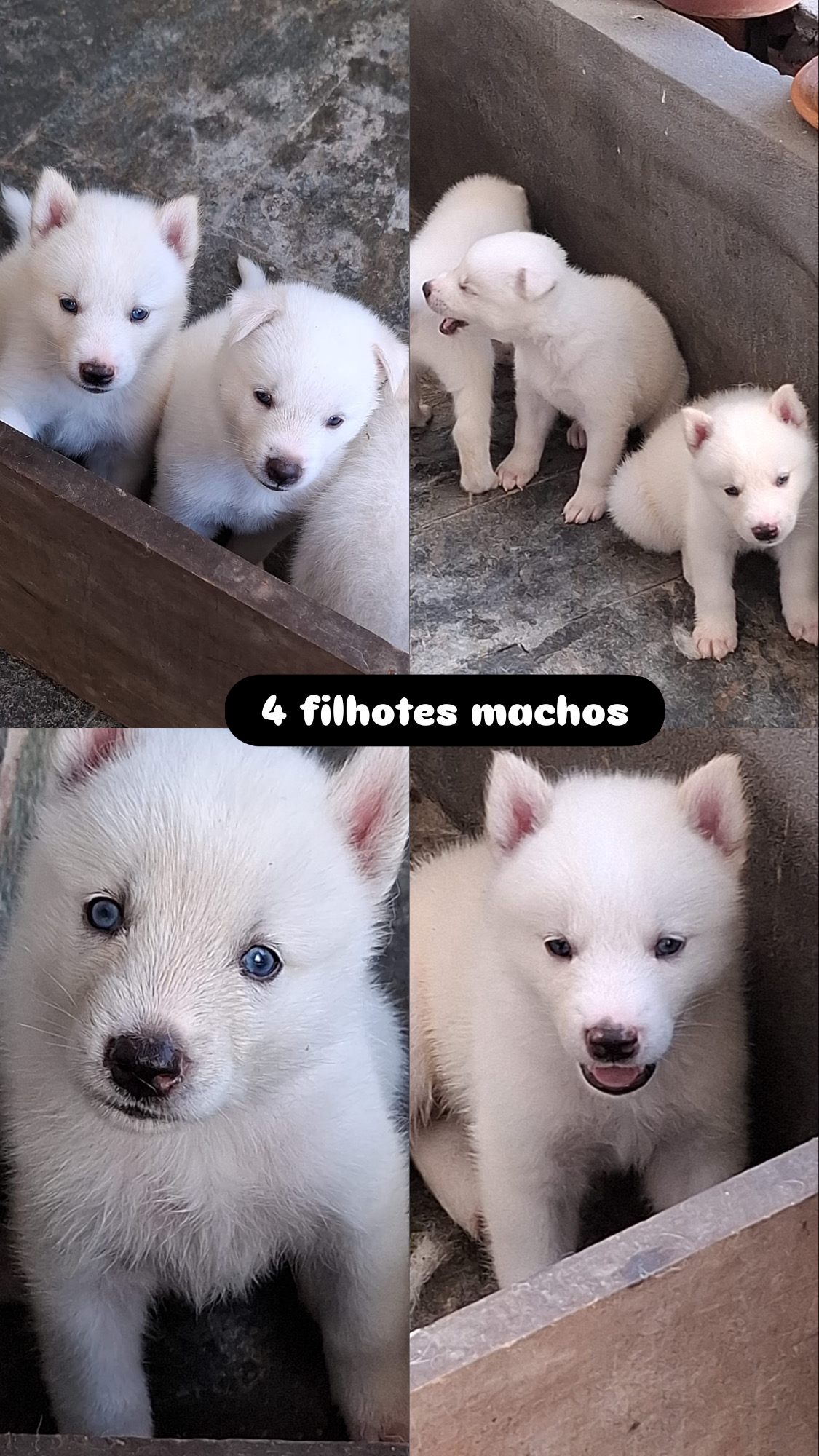 Husky siberiano  - Foto 1