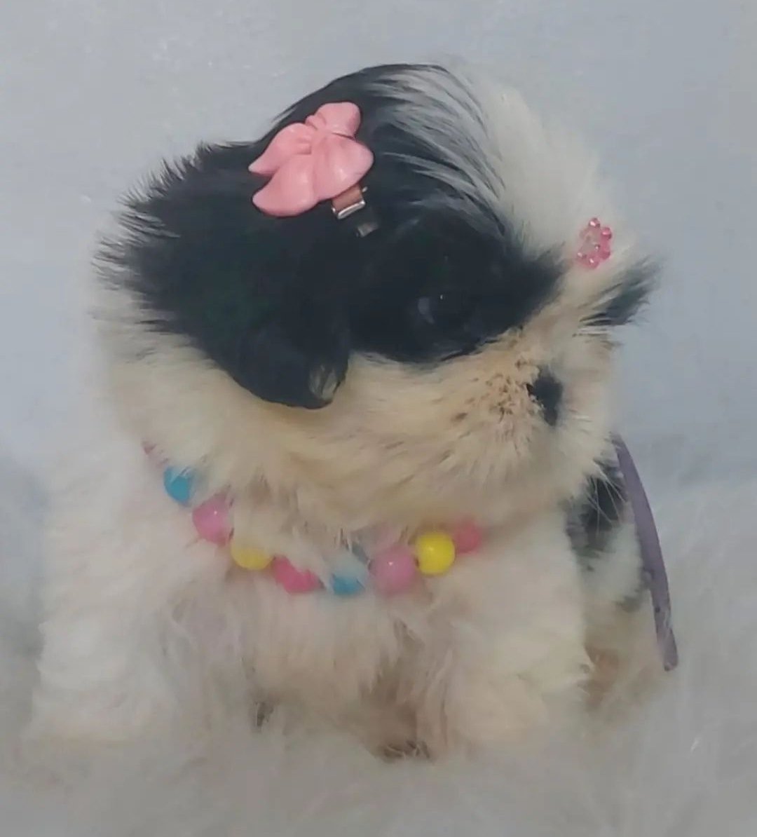 Lindos filhotes de Shih tzu - Foto 1