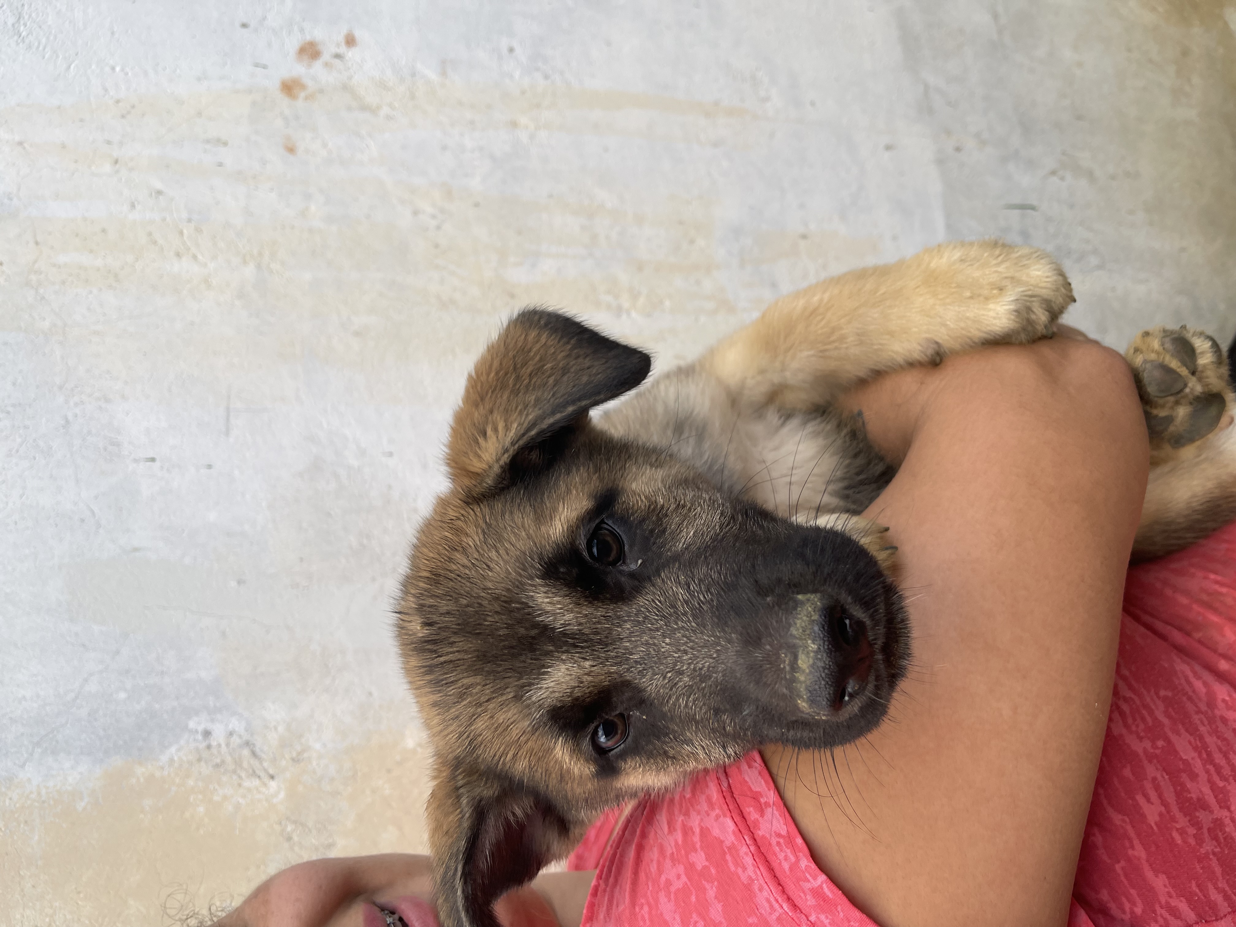 Portal Vendocão Filhotes de Shepsky - Mistura de Husky Siberiano e Pastor Alemão Puro! Biguaçu