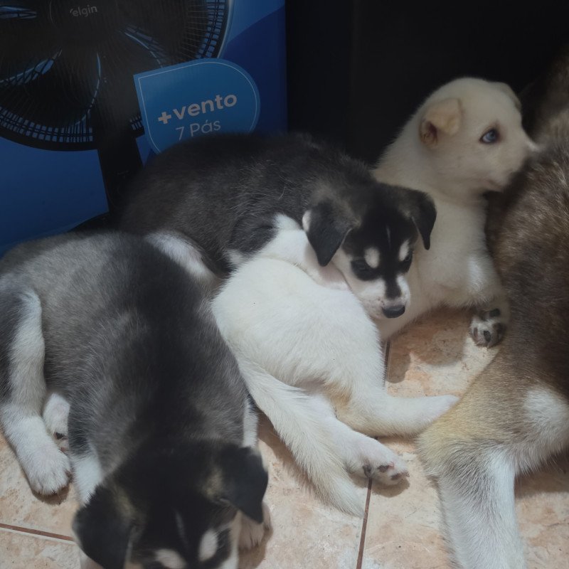 4 Filhotes lindos e fofos, fazem 2 meses dia 7 de setembro - Foto 3