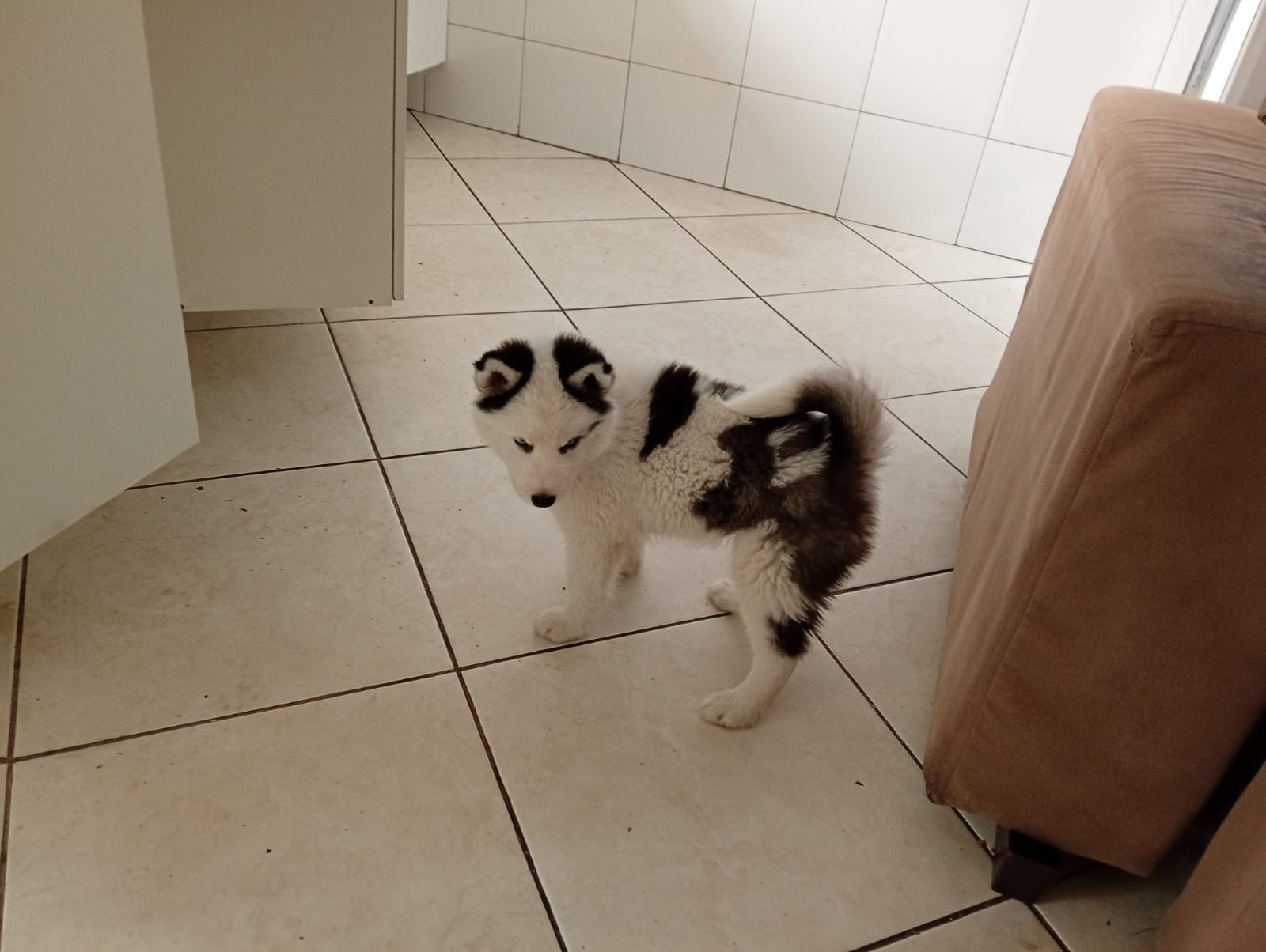 Cachorro Husky Siberiano  - Foto 1