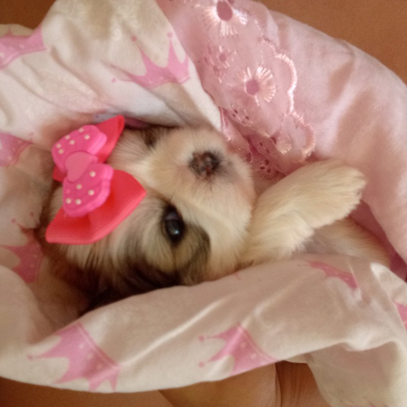 Vendo filhote de shih Tzu linda e pura muito dócil - Foto 4