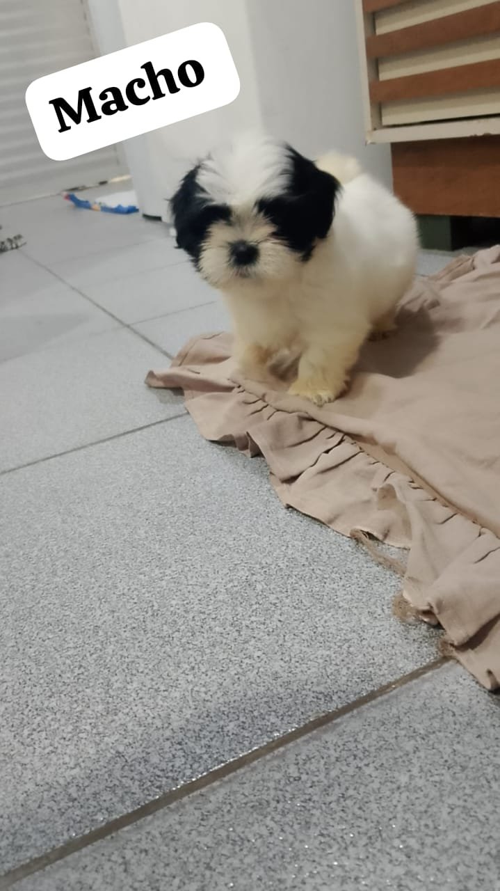 Vendo dois filhotes Shihtzu  - Foto 1