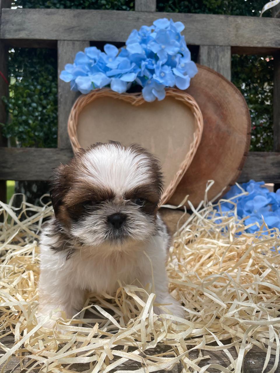 Portal Vendocão Filhote de Shih tzu Jundiaí