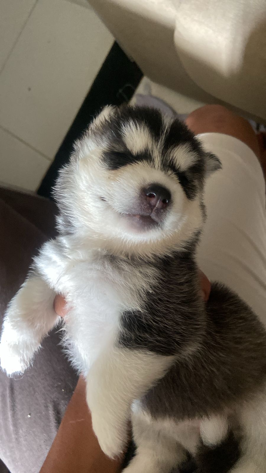 Venda de cachorro