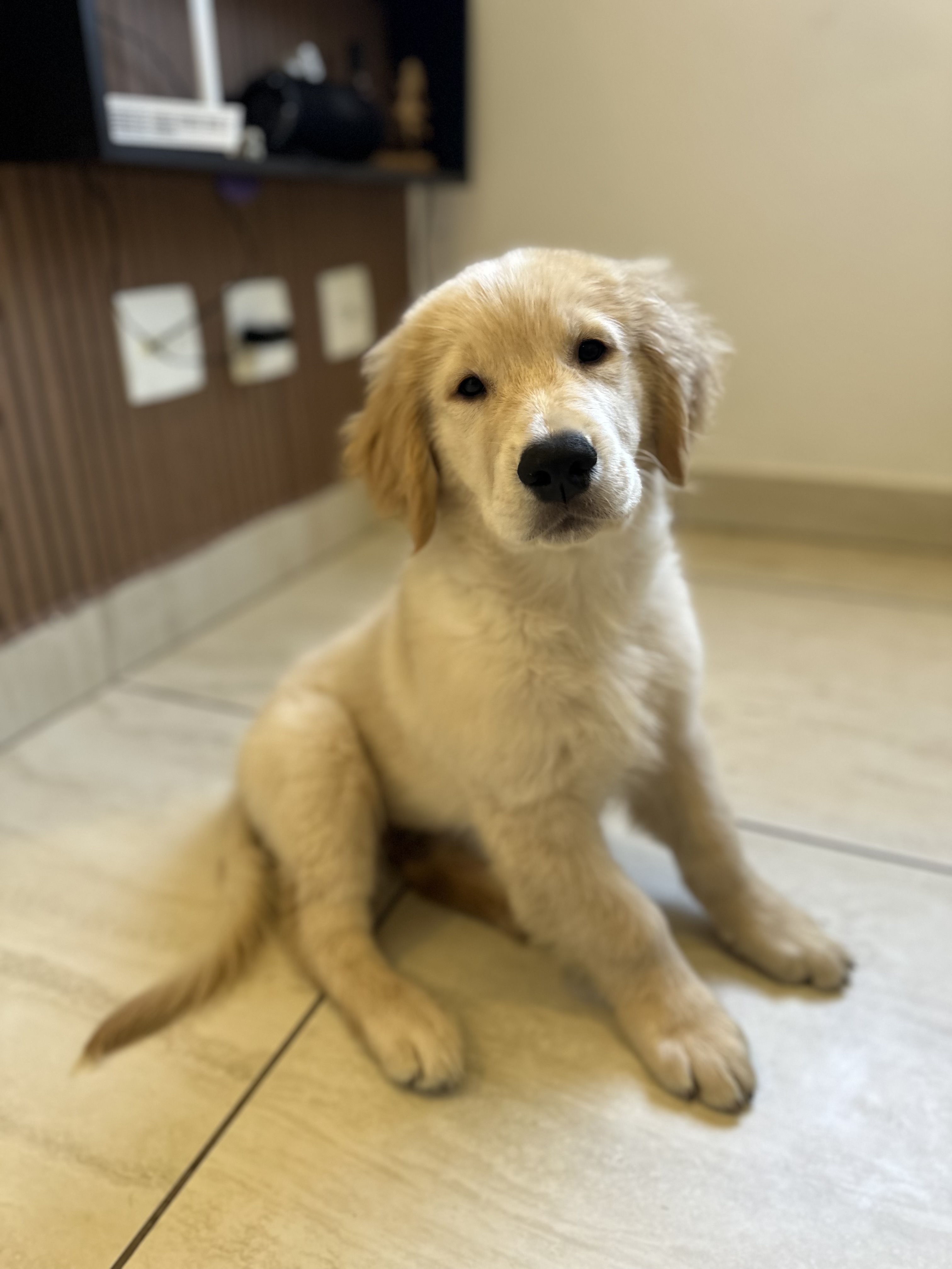 Portal Vendocão Venda Golden Retrivier  Belo Horizonte 