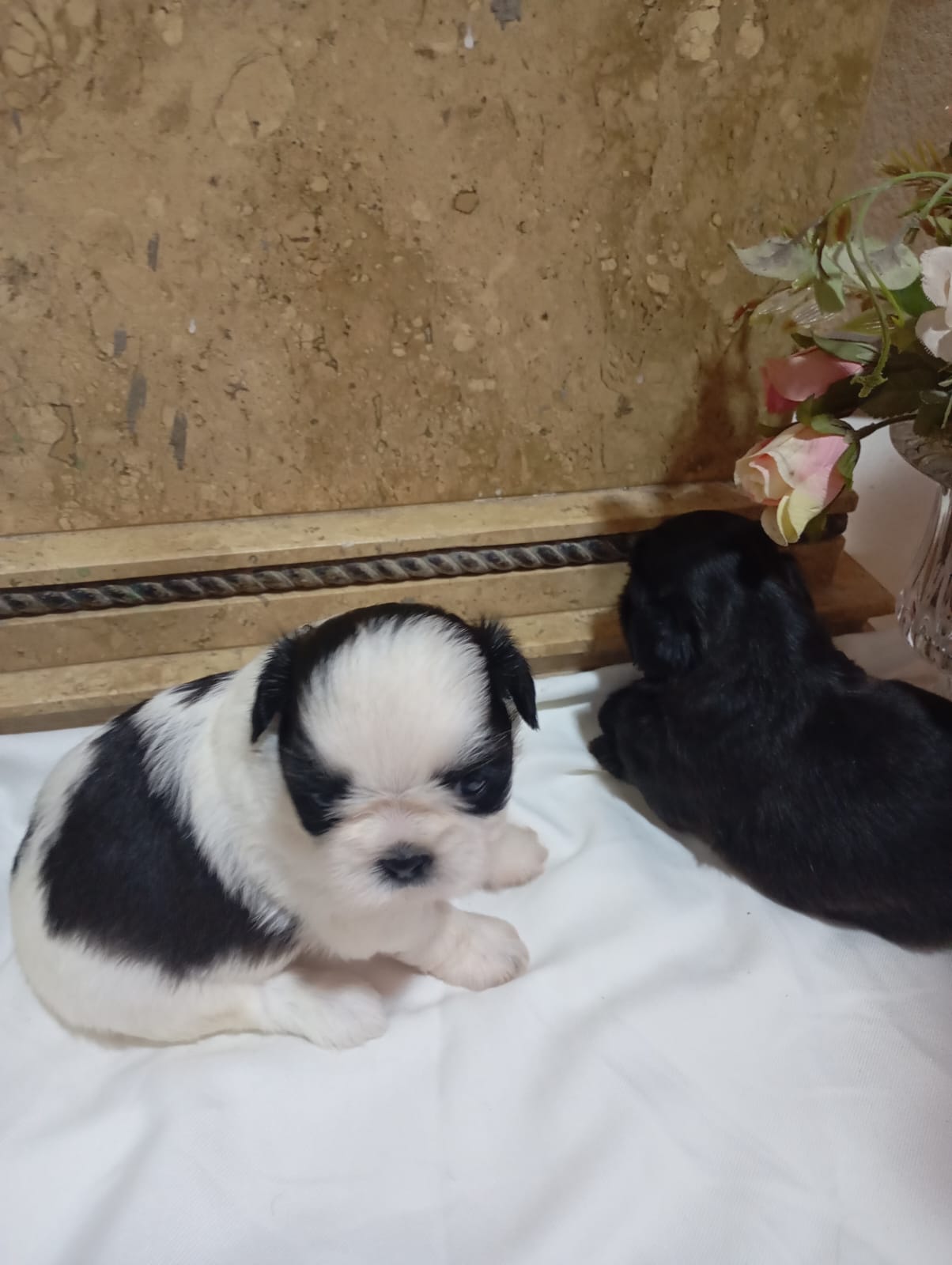 Portal Vendocão filhotes de Shih Tzu puro feira de santana