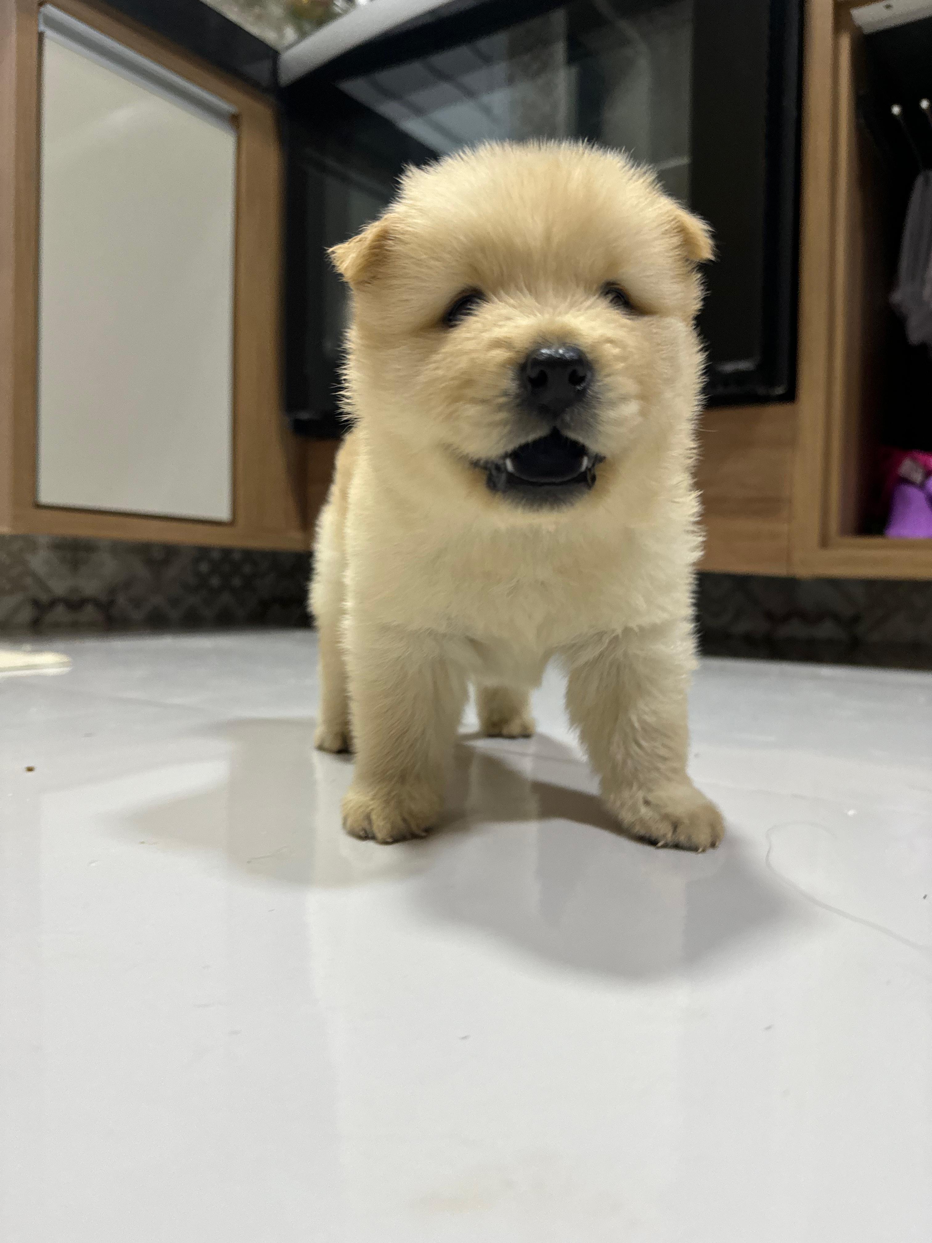 filhotes de Chow-Chow Picos