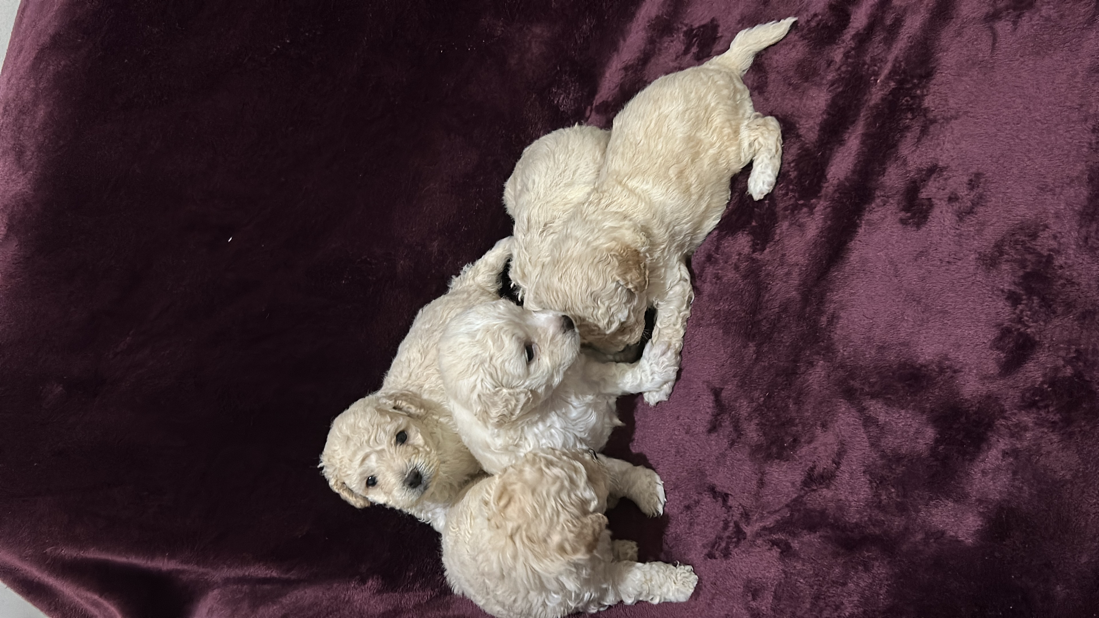 Portal Vendocão Filhotes de poodle micro toy São José dos Pinhais