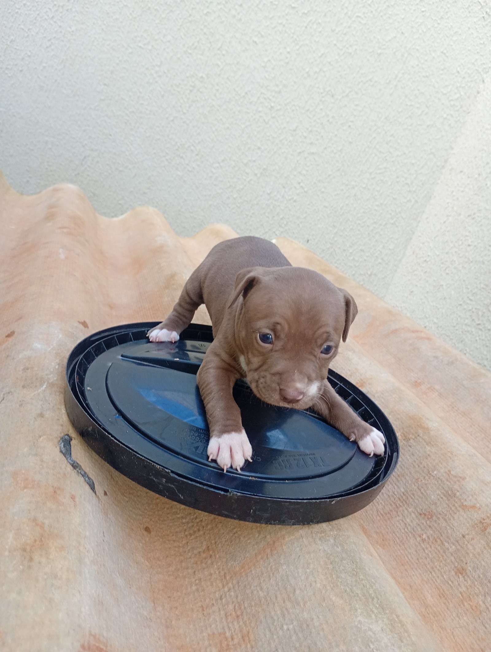 Filhotes Pitbull  - Foto 3