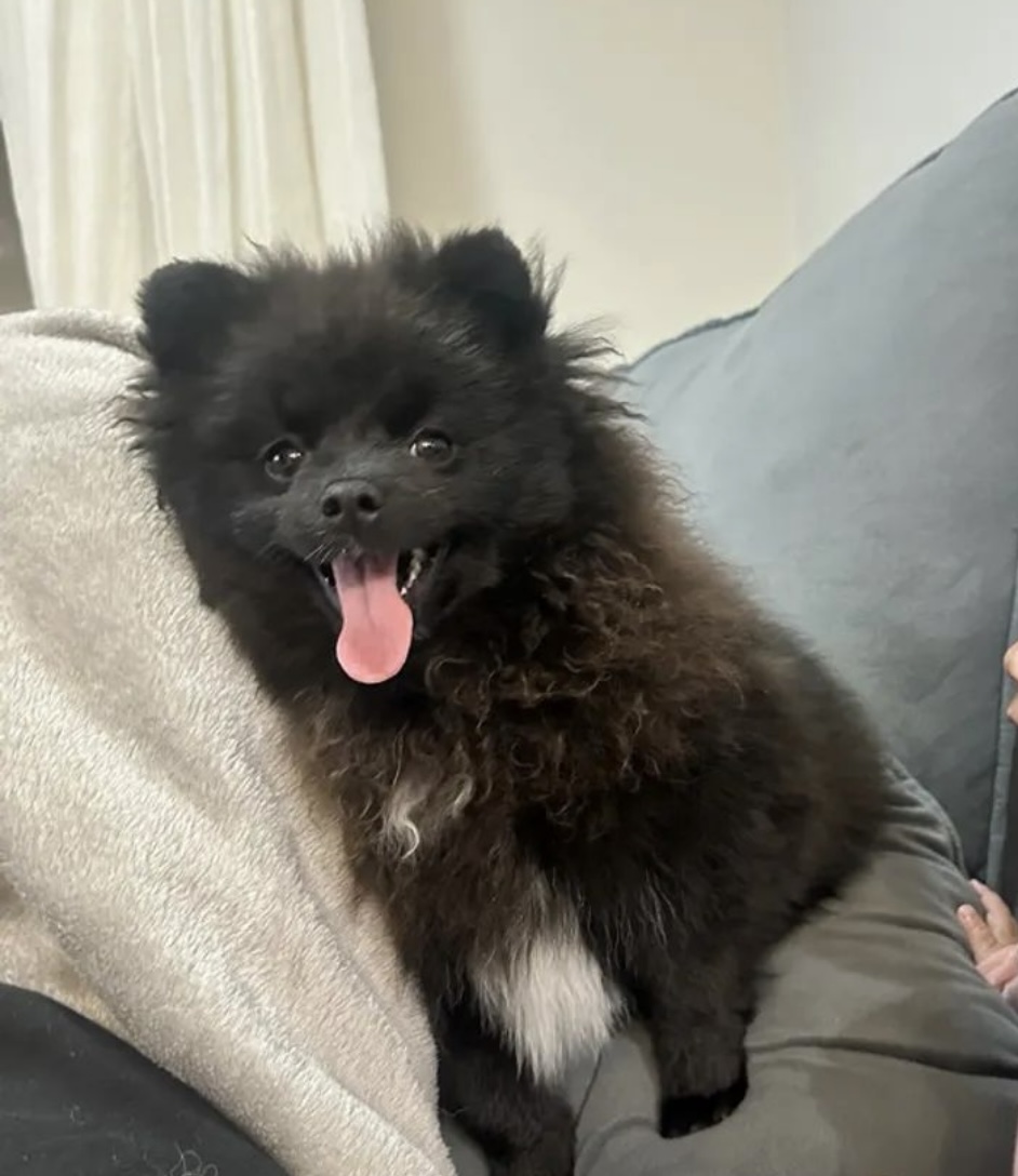Lulu da pomerania (femea filhote) - Foto 3