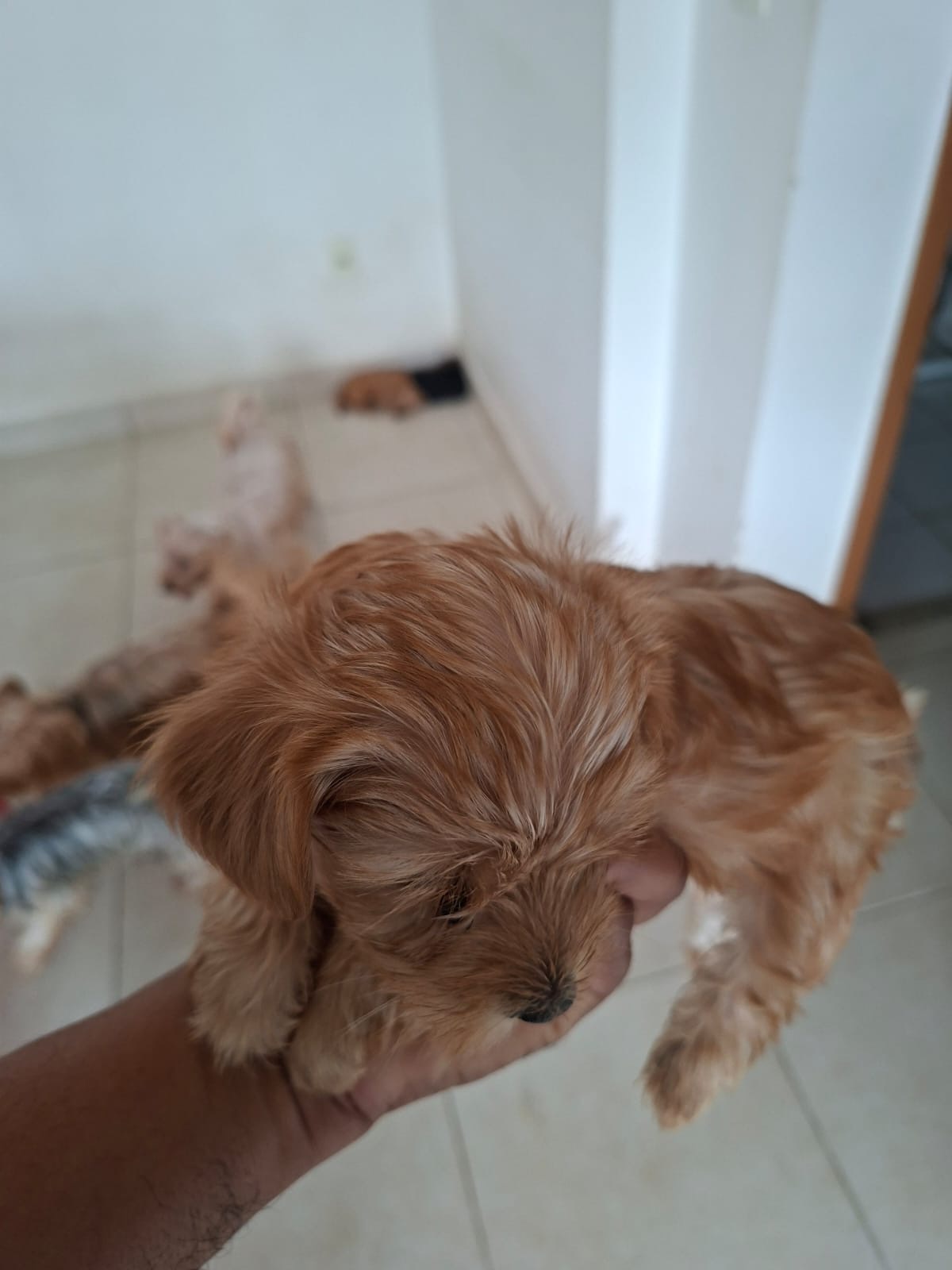 Vendo filhotes yorkshire terrier  - Foto 4