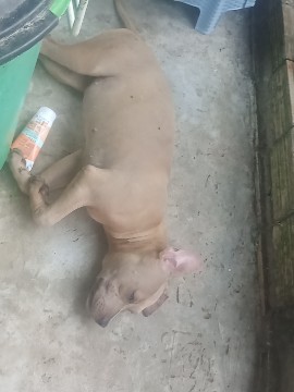Portal Vendocão Filhote de Pit Monster  Santarém
