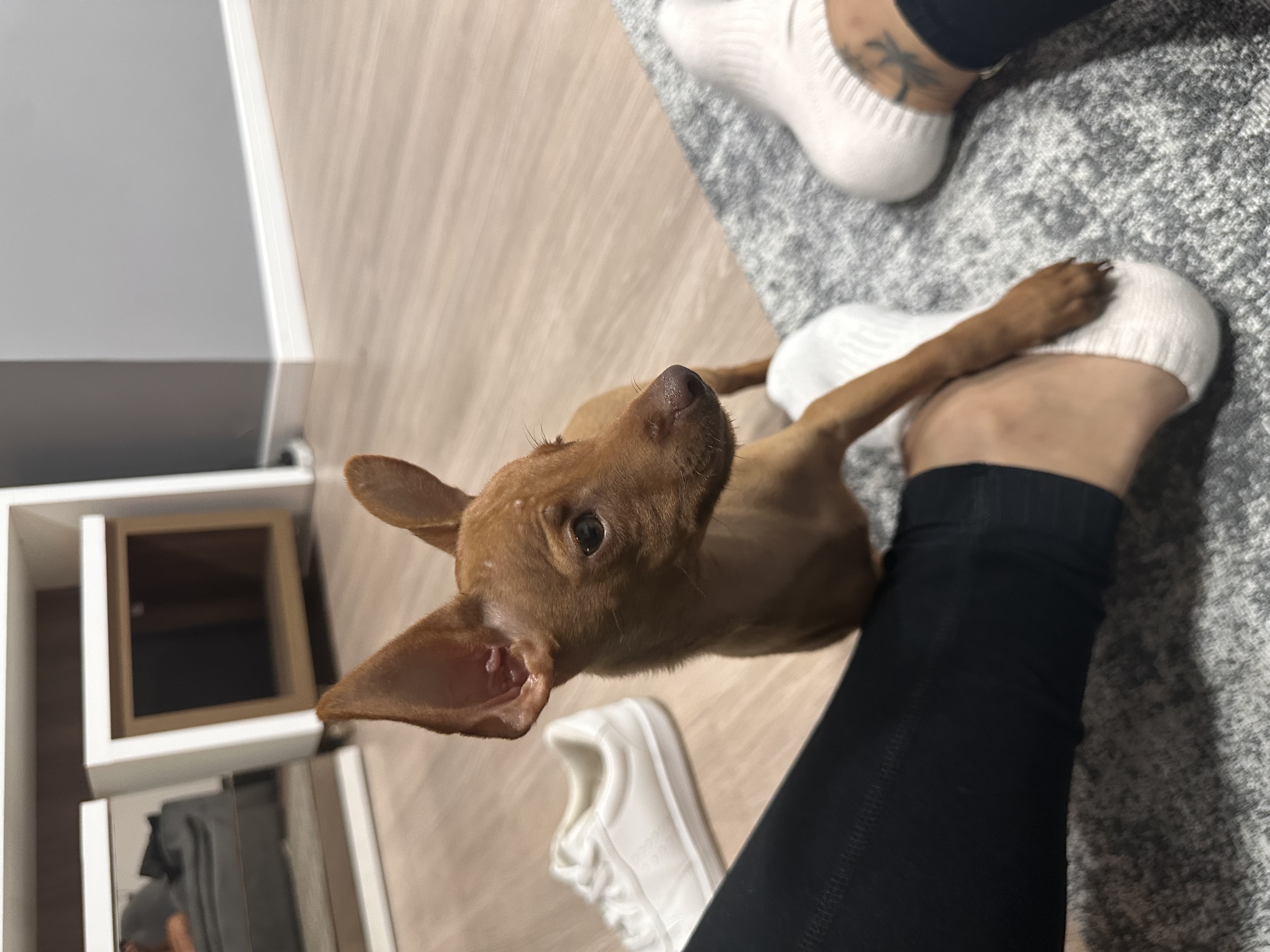 Pinscher 1 - Foto 2