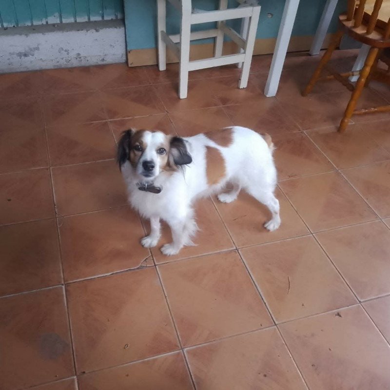 Cachorro para adoção - Foto 1