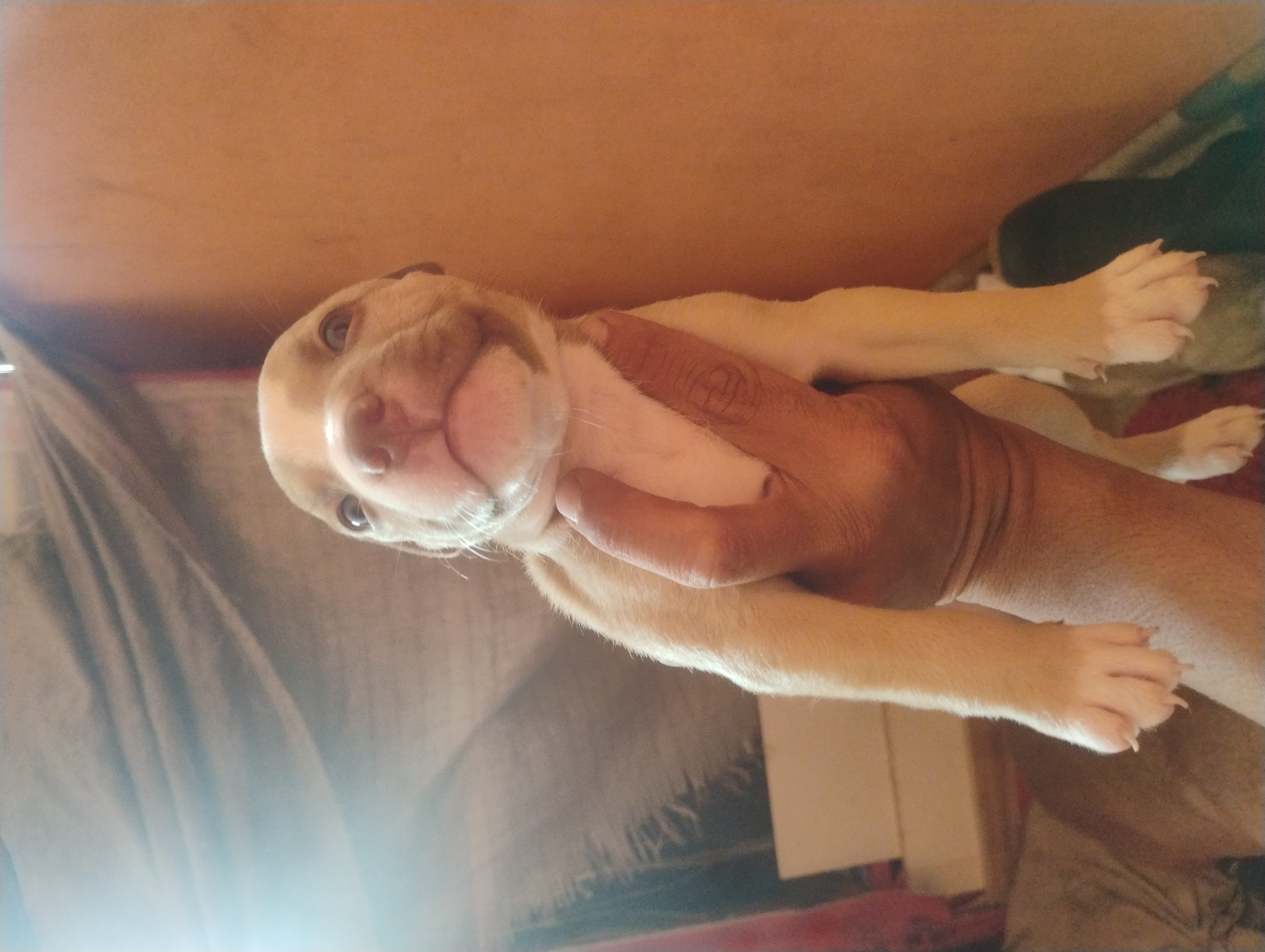 Filhotes de Pitt Bull  - Foto 1