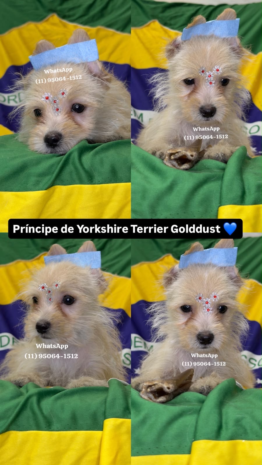Yorkshire terrier macho e fêmea  - Foto 1