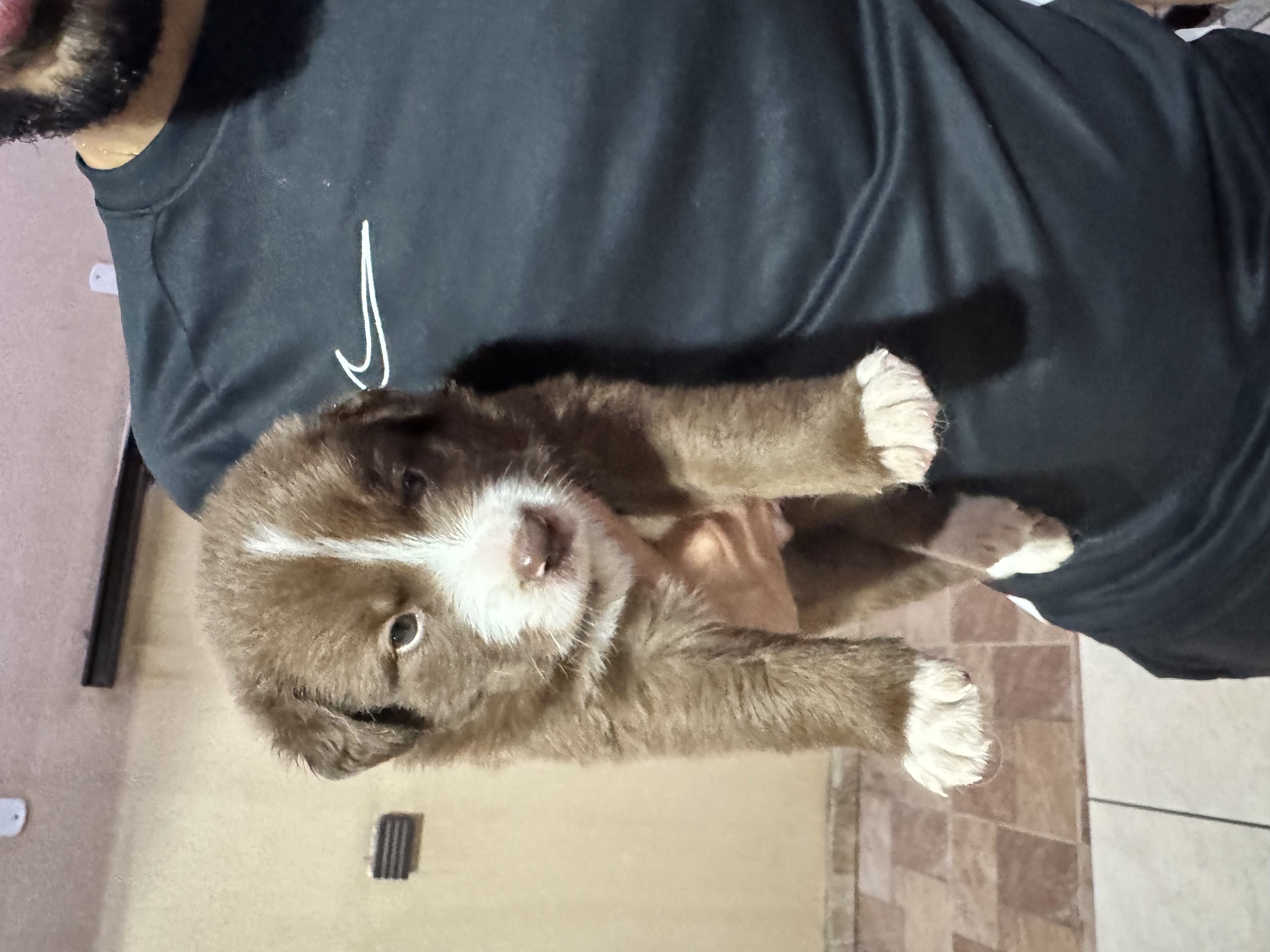 Portal Vendocão Vende-se filhote de Border collie  Brasília 