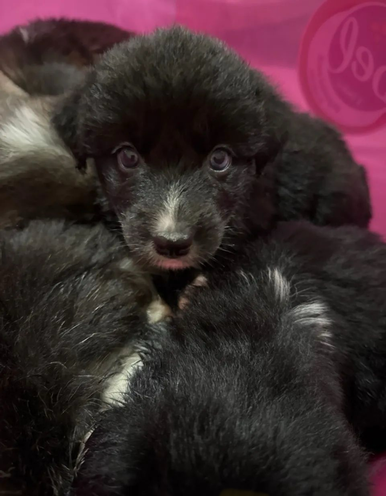 Portal Vendocão Lindos Filhotes Border Collie Piracicaba