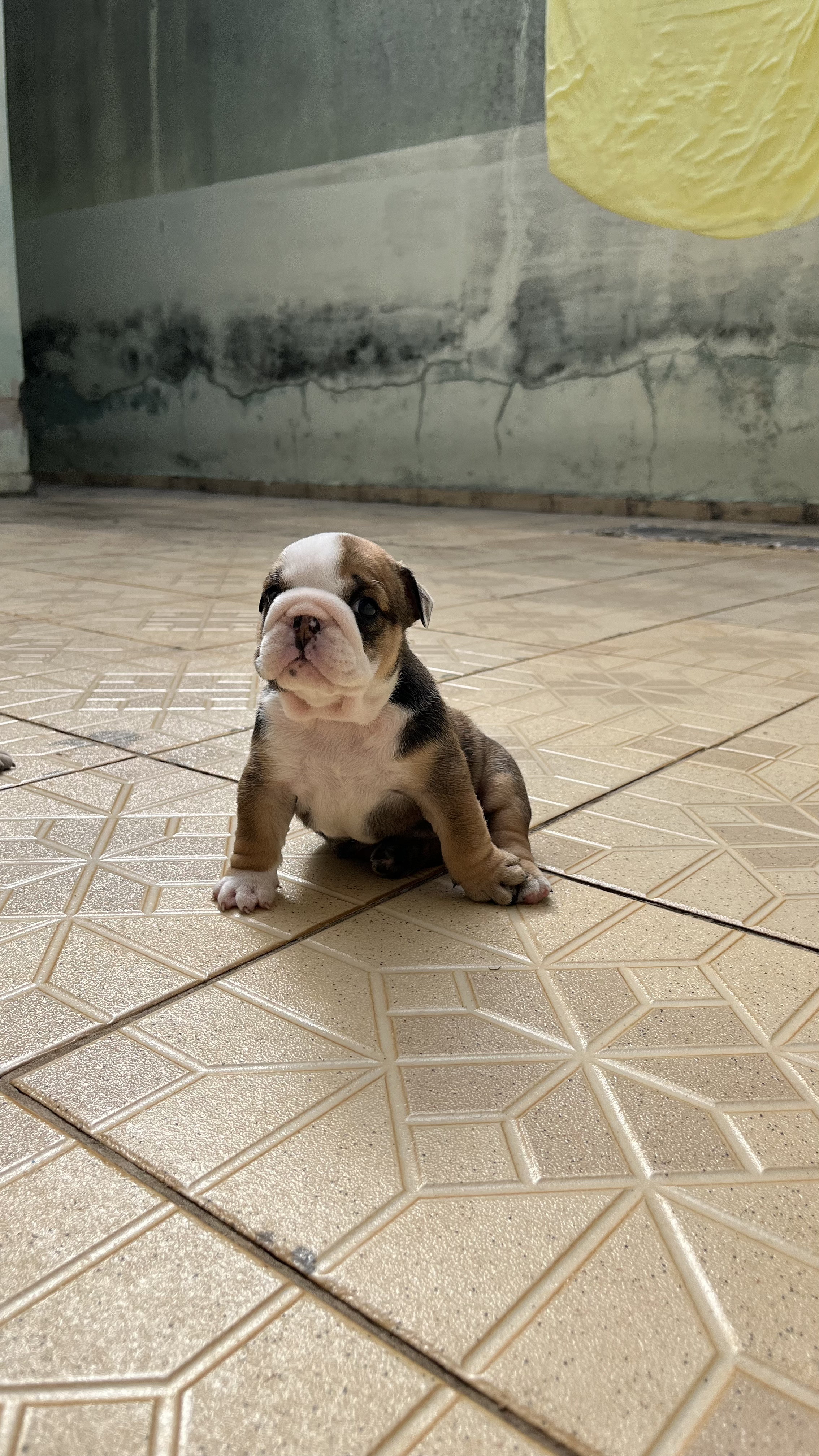 Bulldog Inglês