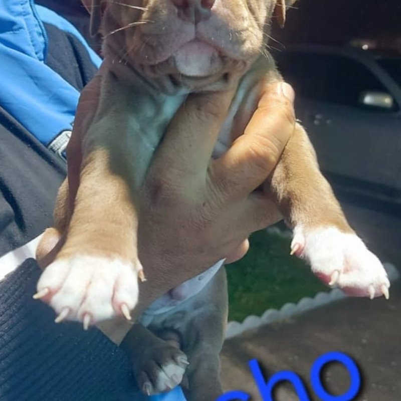 FILHOTES DE PITMONSTER LINDOS OTIMA GENÉTICA PAIS COM PEDIGREE