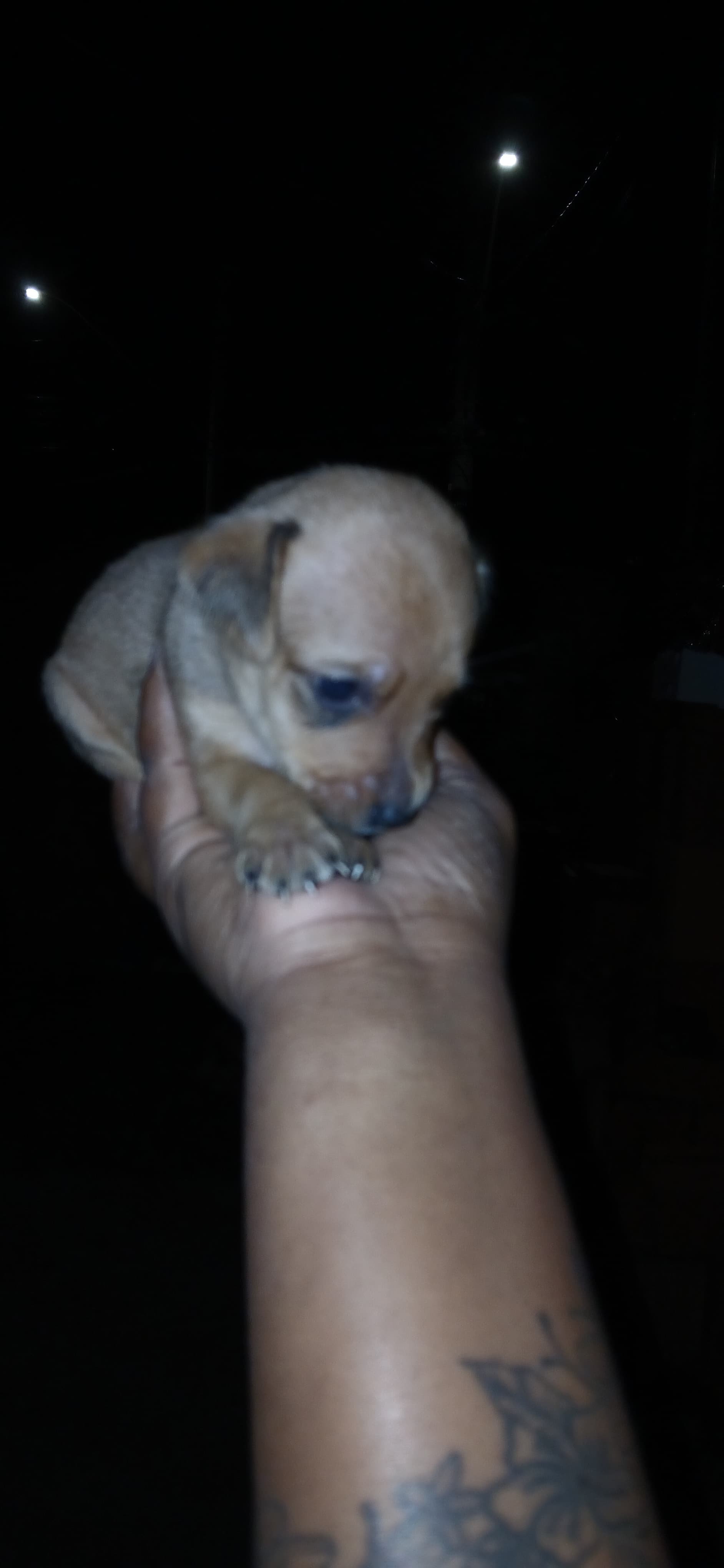 Pinscher zero femea - Foto 1