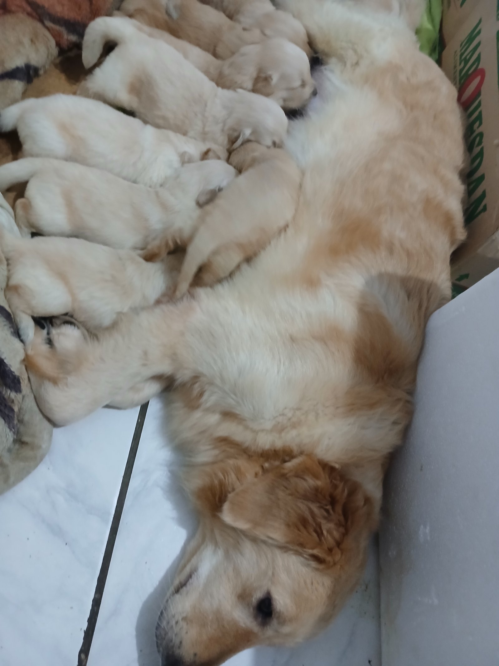 Filhotes de Golden  - Foto 5