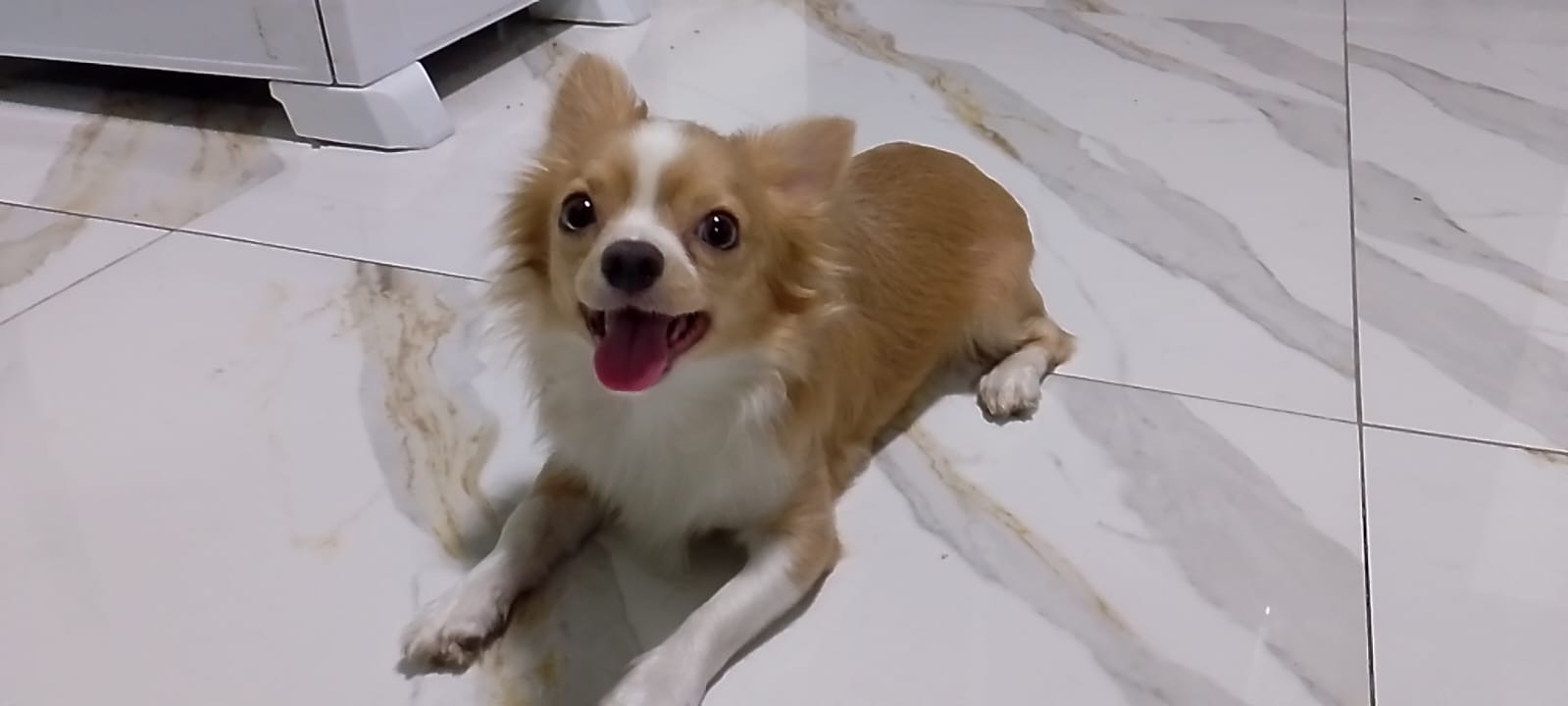 Portal Vendocão Chihuahua Macho pelo longo Duque de caxias