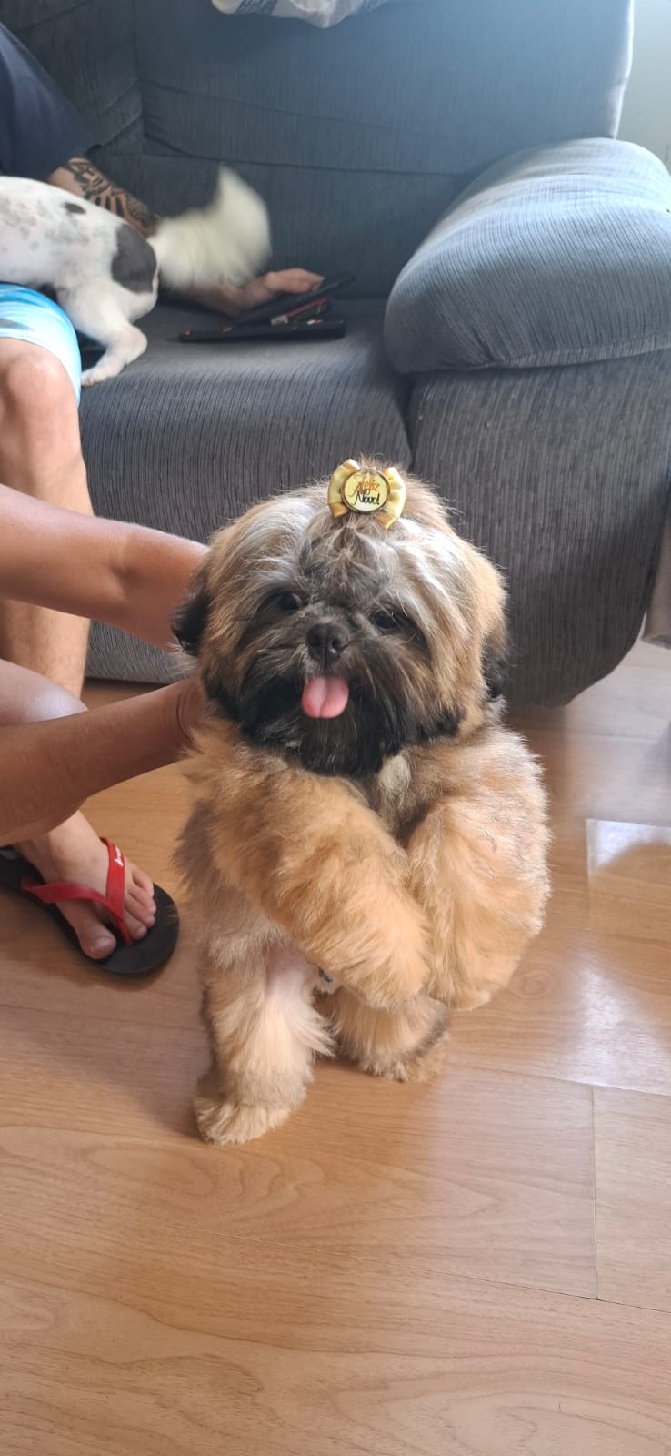 Filhote de Shih tzu  - Foto 1