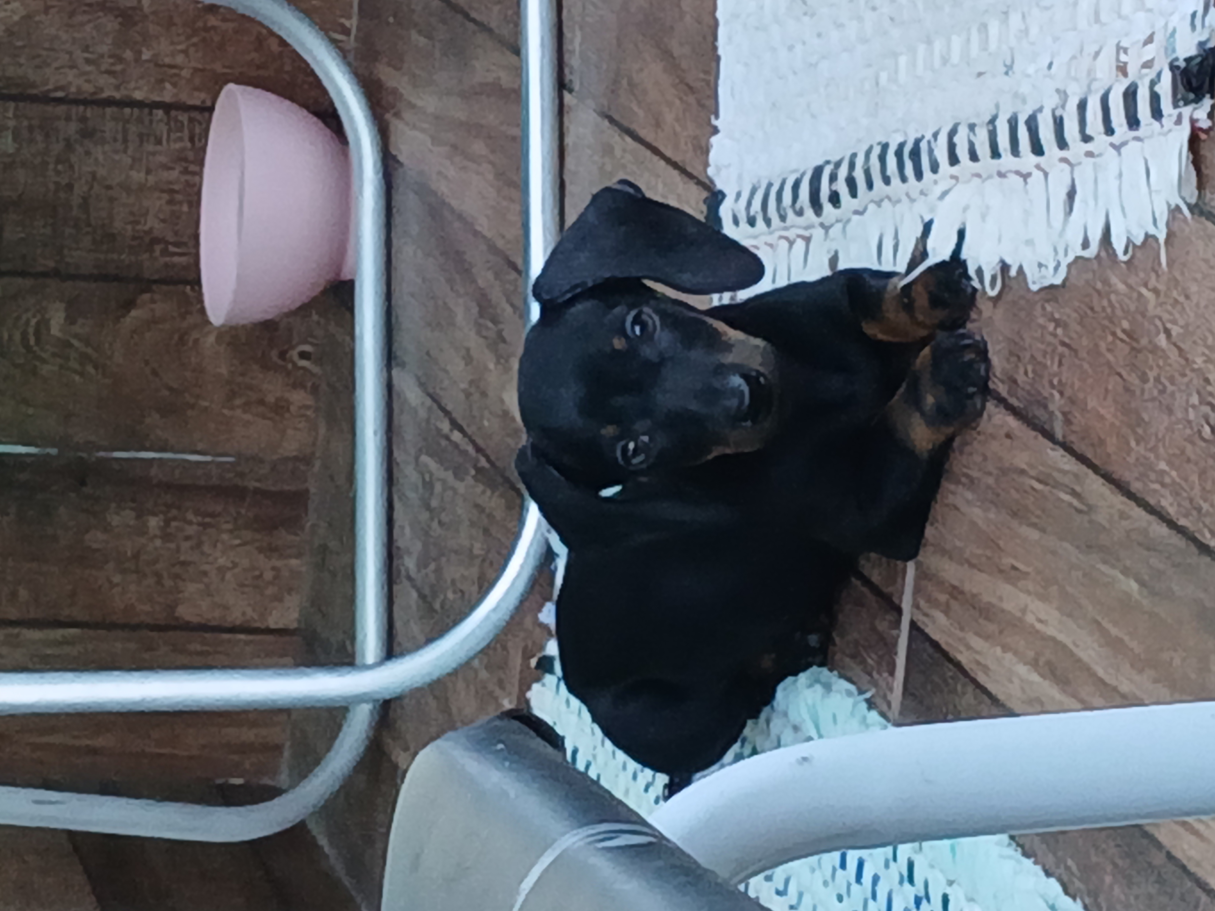 Basset Hound - Foto 1