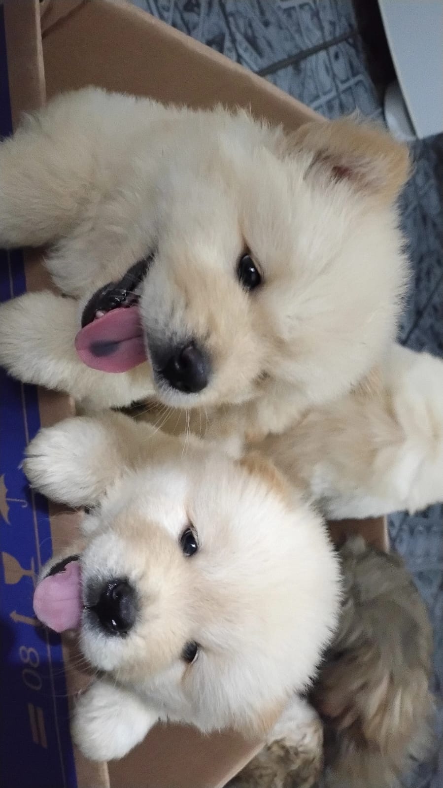 Portal Vendocão VENDO FILHOTE DE CHOW CHOW RIO DE JANEIRO