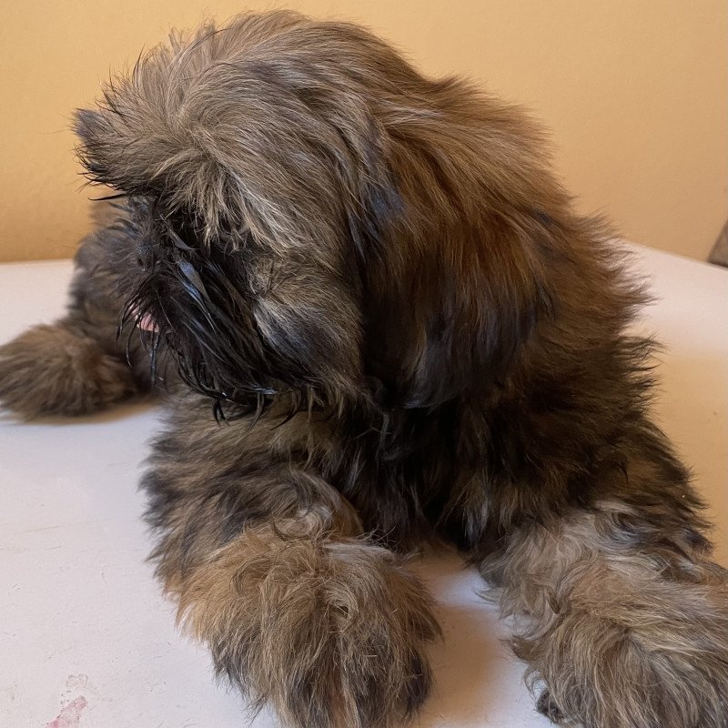 Filhotes de shih tzu macho - Foto 1