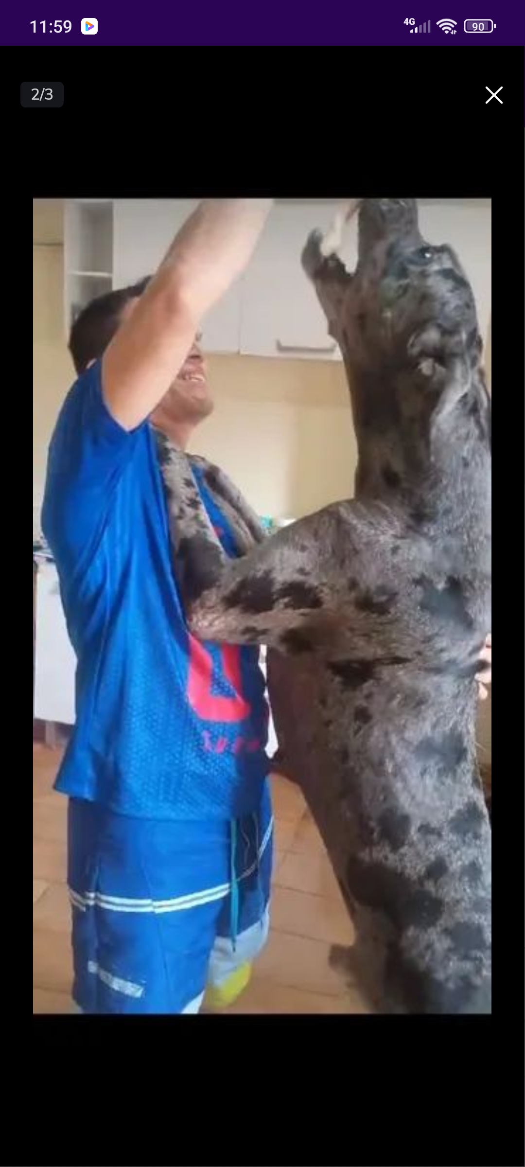 Portal Vendocão Dog alemão  Manaus