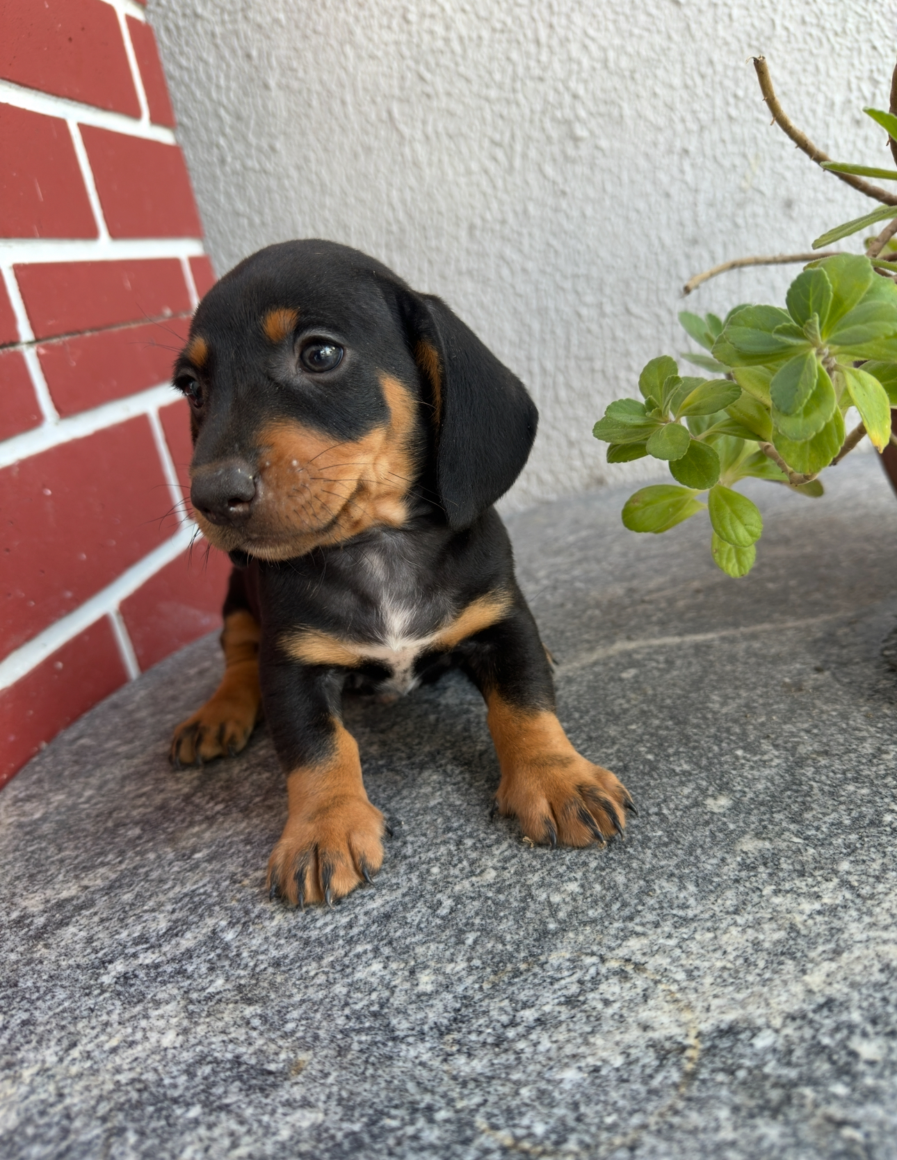 Portal Vendocão Cachorro salsicha  Igarassu