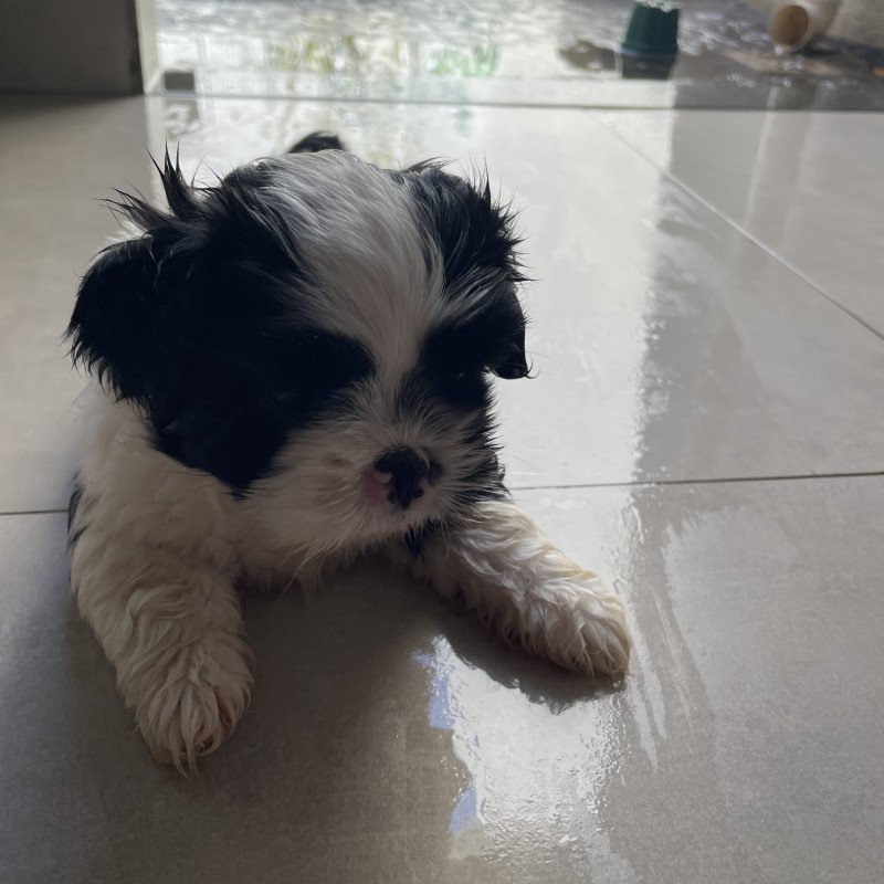 Vendo filhotes de Shih Tzu - Foto 3