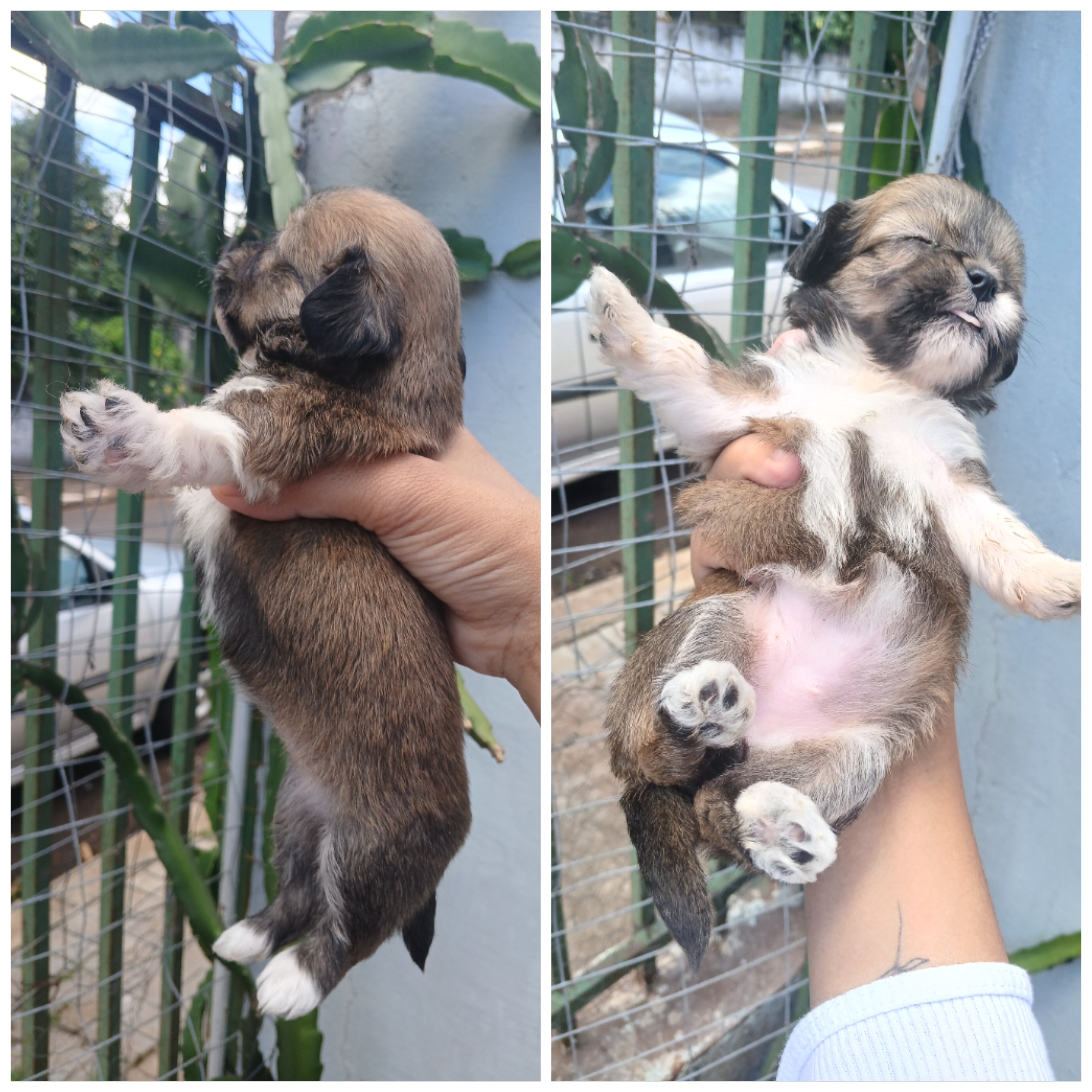 Vende-se Lhasa Apso  - Foto 2