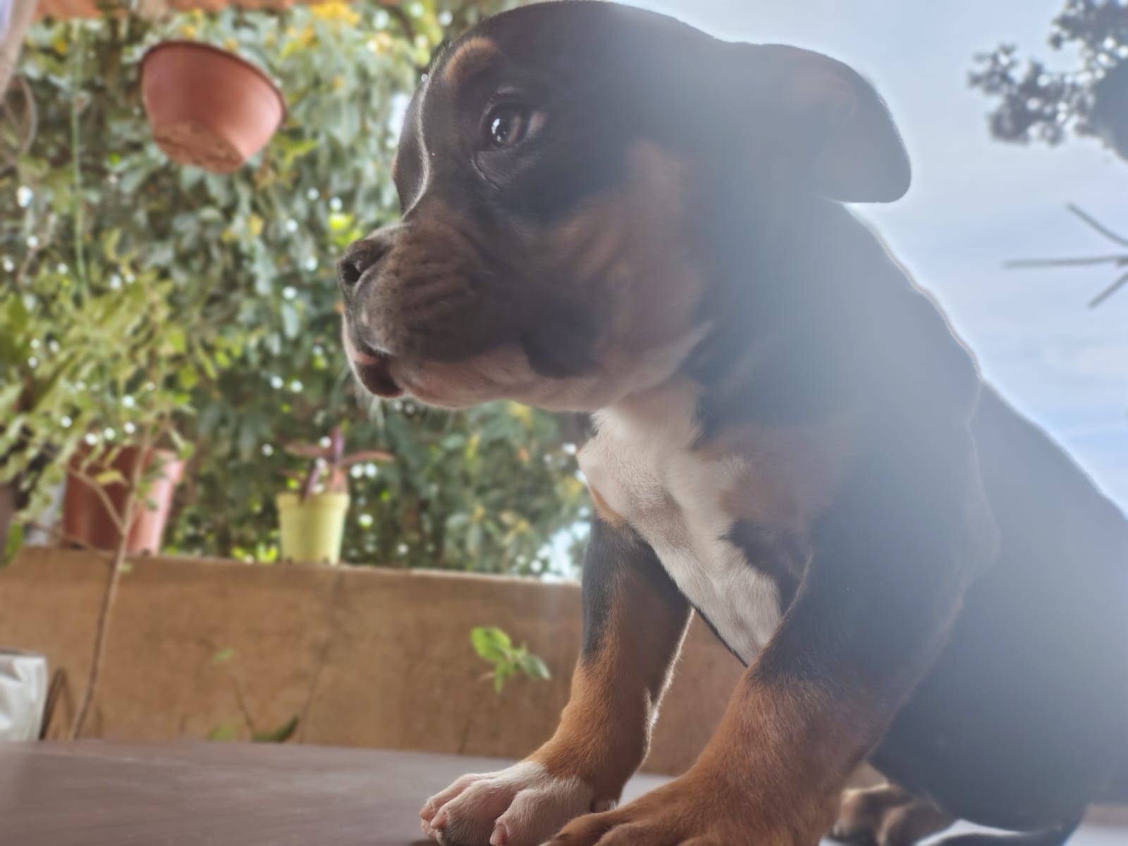 Filhotes Excepcionais a Pronta Entrega com Pedigree American Bully Micro . - Foto 5